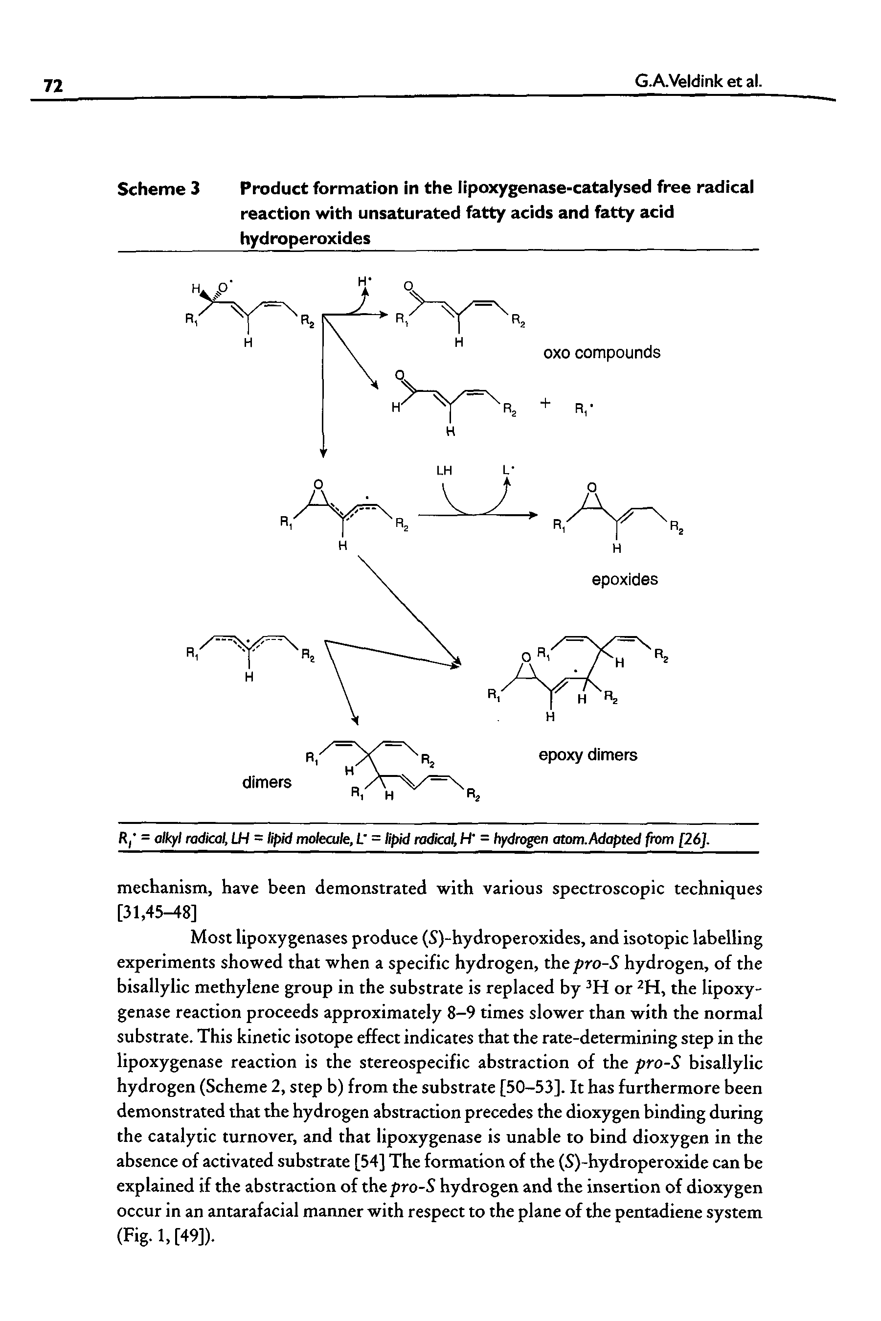 Scheme 3 Product formation in the lipoxygenase-catalysed free radical reaction with unsaturated fatty acids and fatty acid hydroperoxides ...