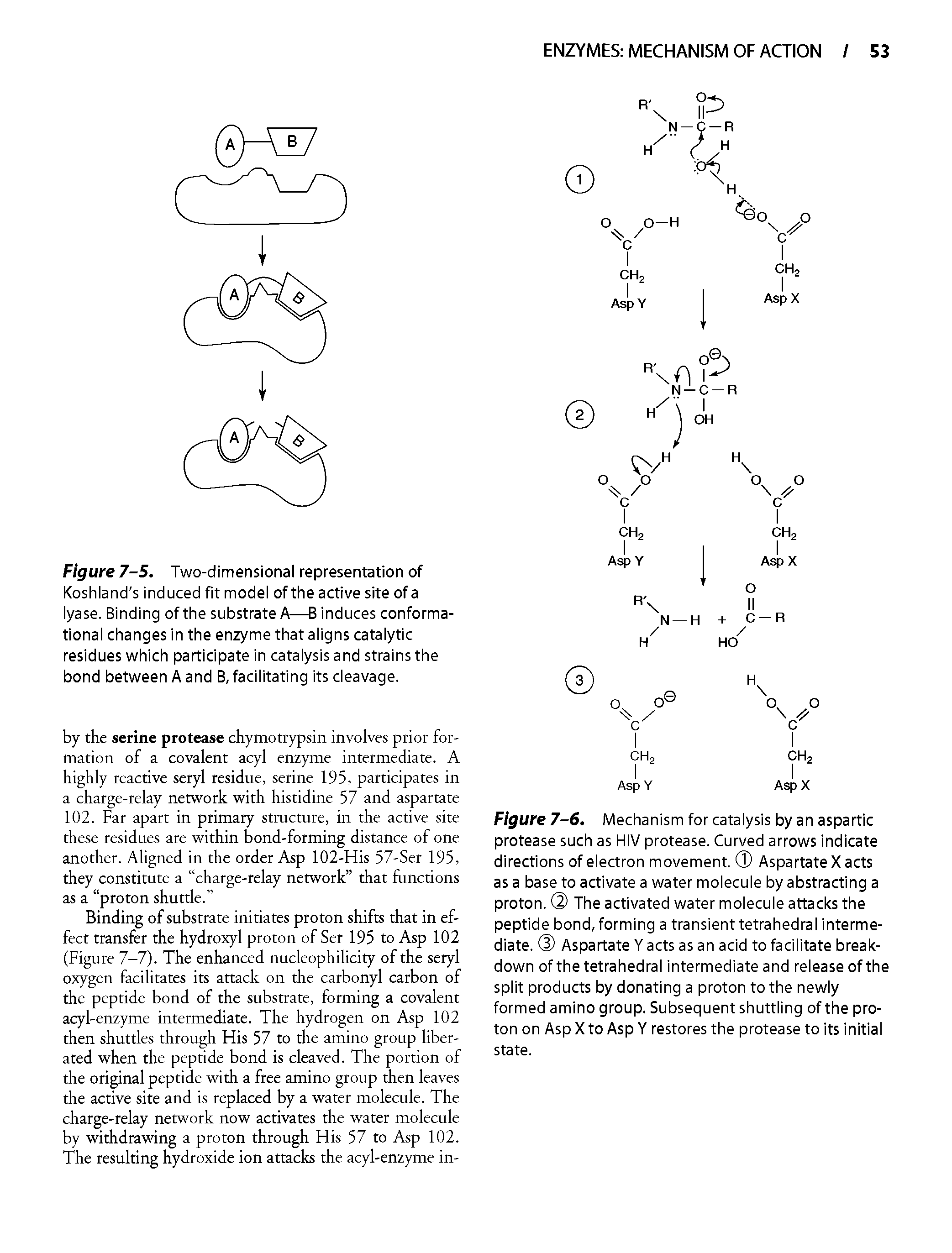 Figure 7-5. Two-dimensional representation of Koshland s induced fit model of the active site of a lyase. Binding of the substrate A—B induces conformational changes In the enzyme that aligns catalytic residues which participate in catalysis and strains the bond between A and B, facilitating its cleavage.