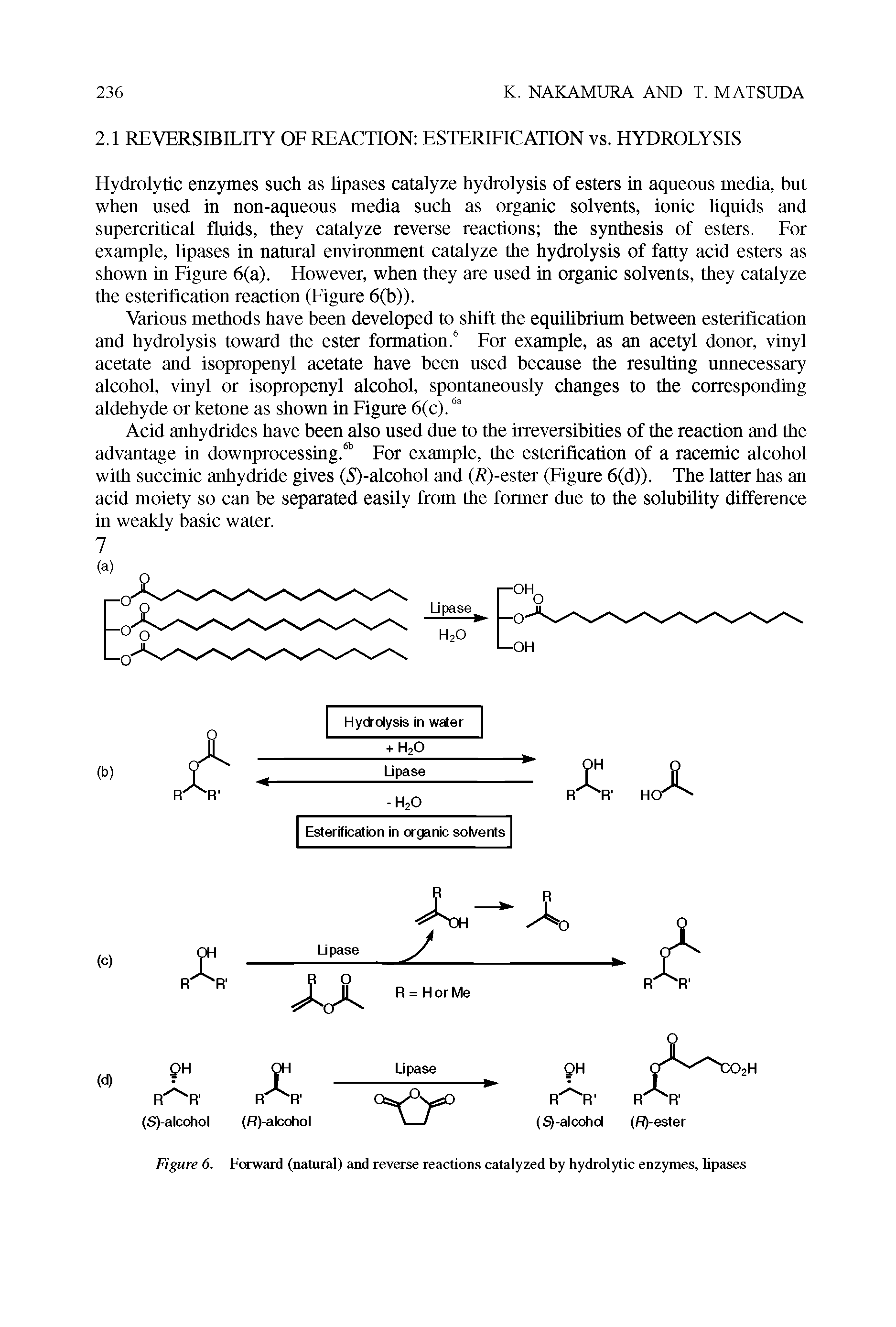 Figure 6. Forward (natural) and reverse reactions catalyzed by hydrolytic enzymes, lipases...