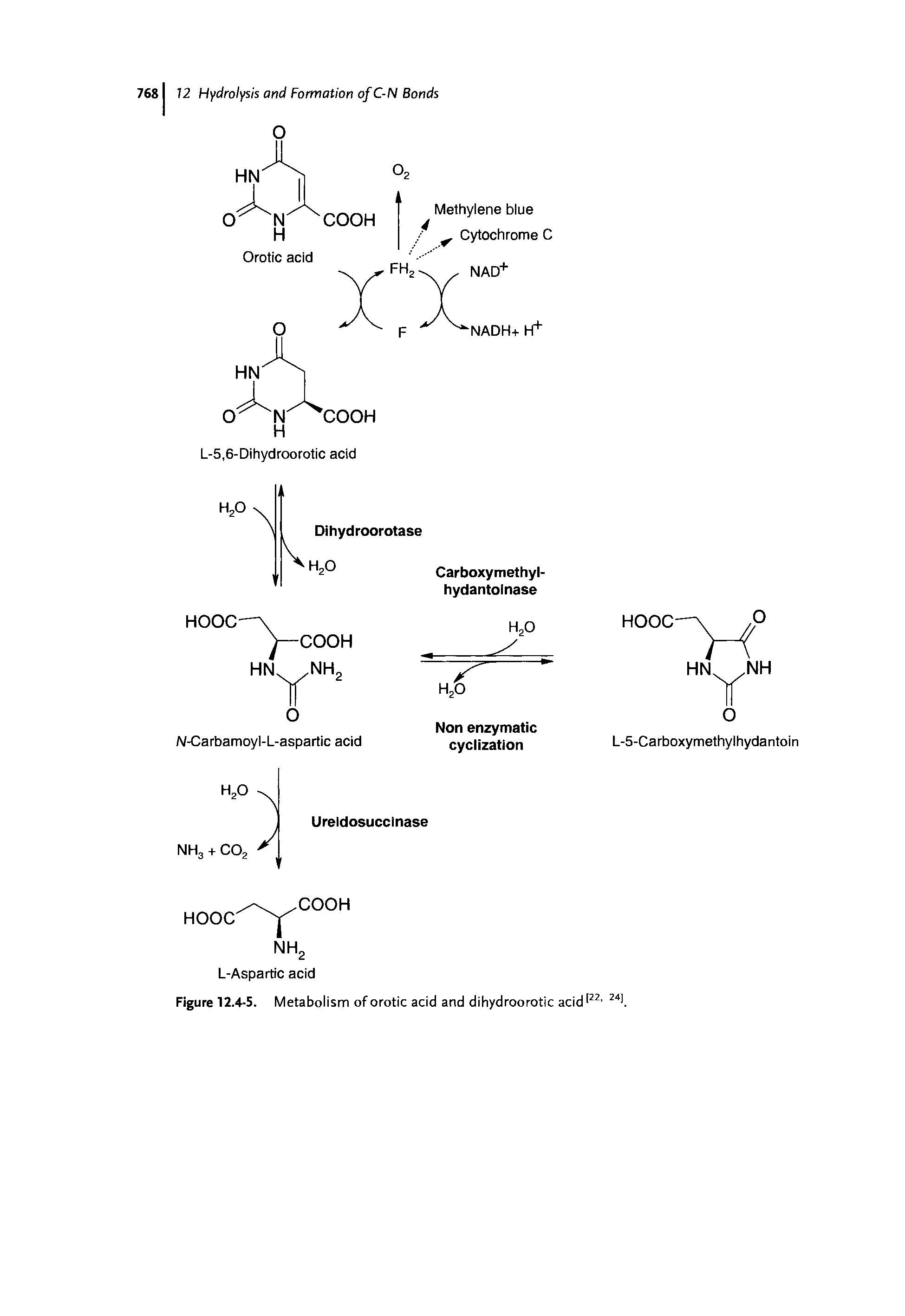 Figure 12.4-5. Metabolism of orotic acid and dihydroorotic acid 22, 24 ...