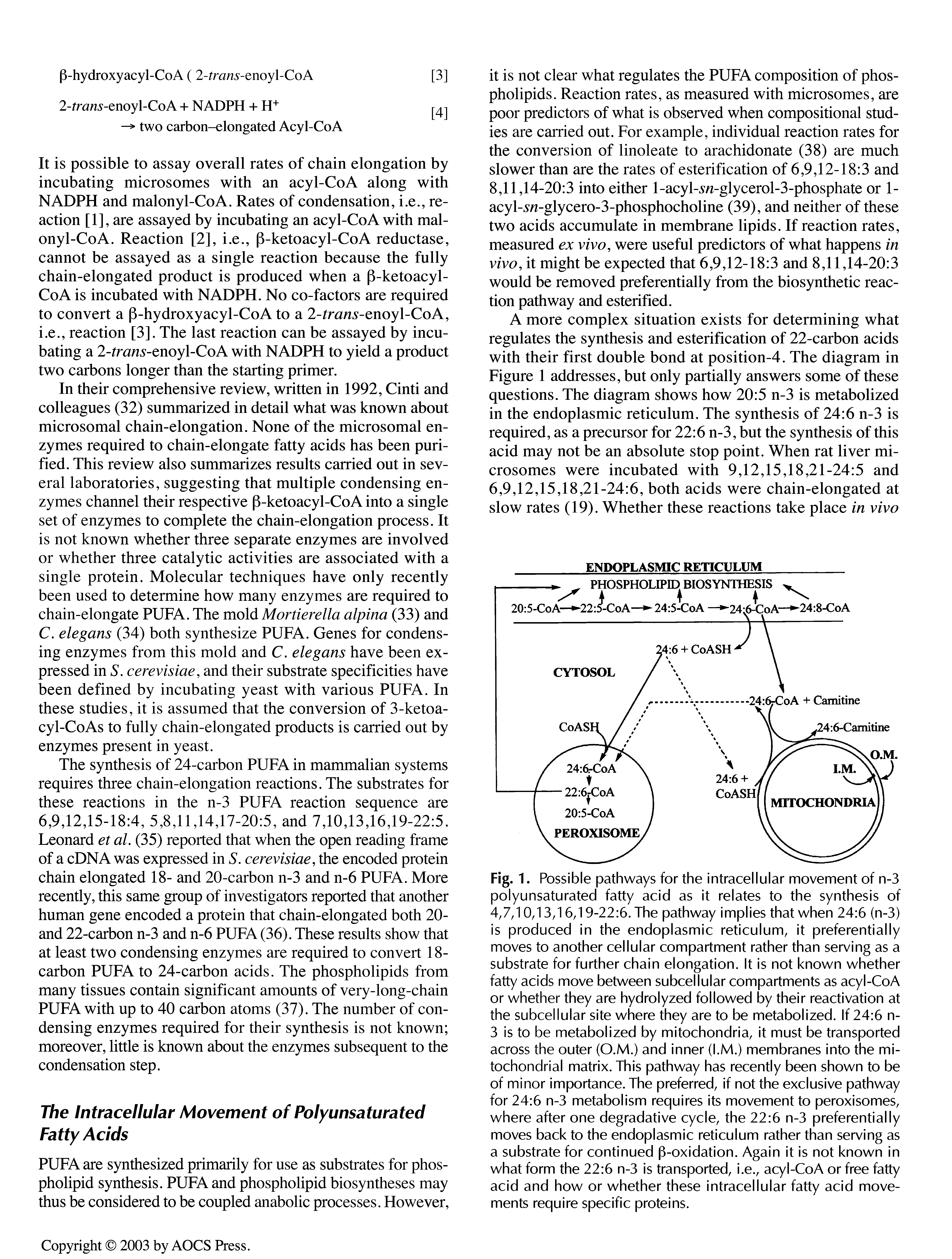 Fig.1. Possible pathways for the intracellular movement of n-3 polyunsaturated fatty acid as it relates to the synthesis of 4,7,10,13,16,19-22 6. The pathway implies that when 24 6 (n-3) is produced in the endoplasmic reticulum, it preferentially moves to another cellular compartment rather than serving as a substrate for further chain elongation. It is not known whether fatty acids move between subcellular compartments as acyl-CoA or whether they are hydrolyzed followed by their reactivation at the subcellular site where they are to be metabolized. If 24 6 n-3 is to be metabolized by mitochondria, it must be transported across the outer (O.M.) and inner (I.M.) membranes into the mitochondrial matrix. This pathway has recently been shown to be of minor importance. The preferred, if not the exclusive pathway for 24 6 n-3 metabolism requires its movement to peroxisomes, where after one degradative cycle, the 22 6 n-3 preferentially moves back to the endoplasmic reticulum rather than serving as a substrate for continued (3-oxidation. Again it is not known in what form the 22 6 n-3 is transported, i.e., acyl-CoA or free fatty acid and how or whether these intracellular fatty acid movements require specific proteins.