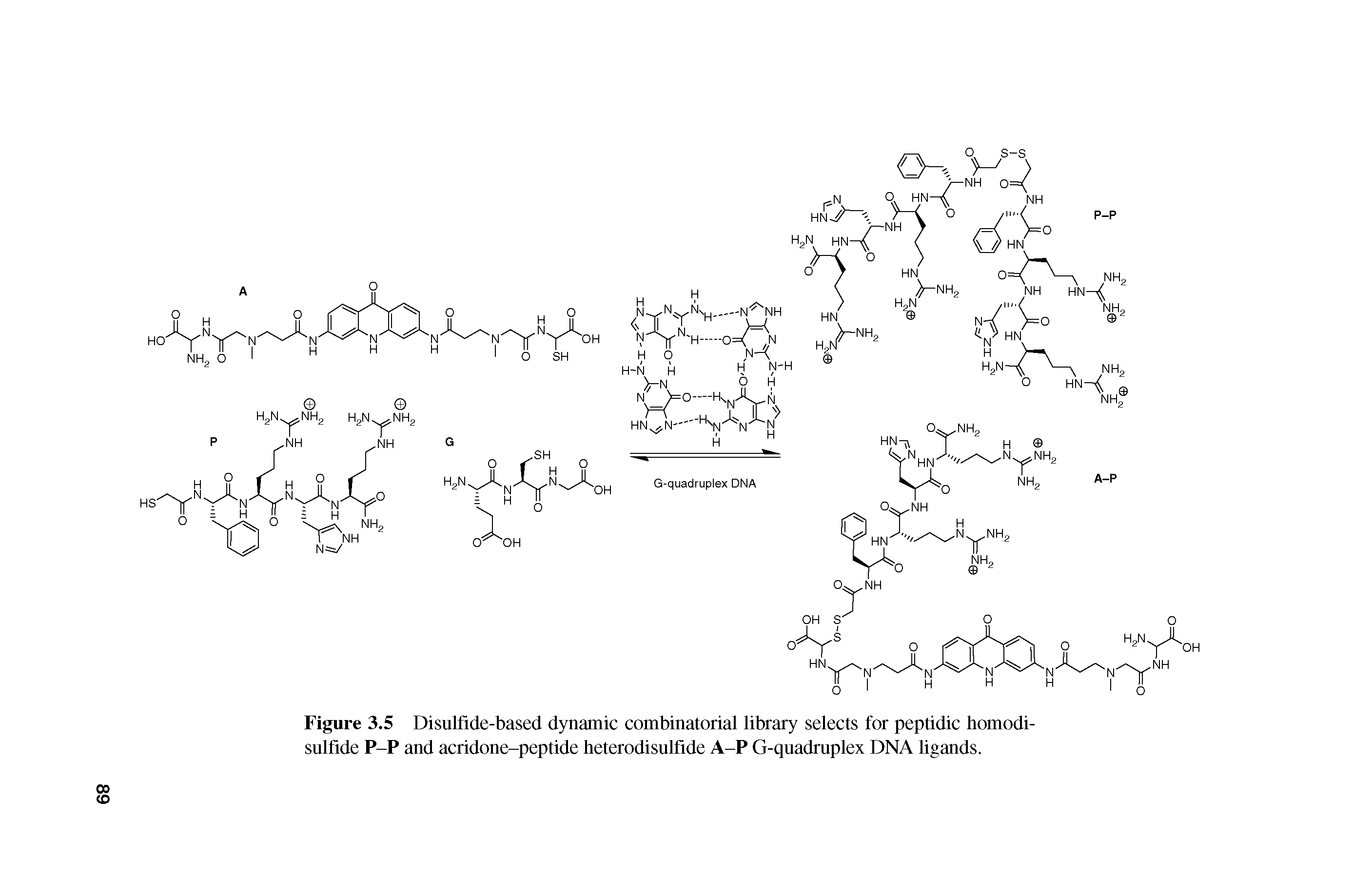 Figure 3.5 Disulfide-based dynamic combinatorial library selects for peptidic tiomodi-sulfide P-P and acridone-peptide heterodisulfide A-P G-quadruplex DNA ligands.
