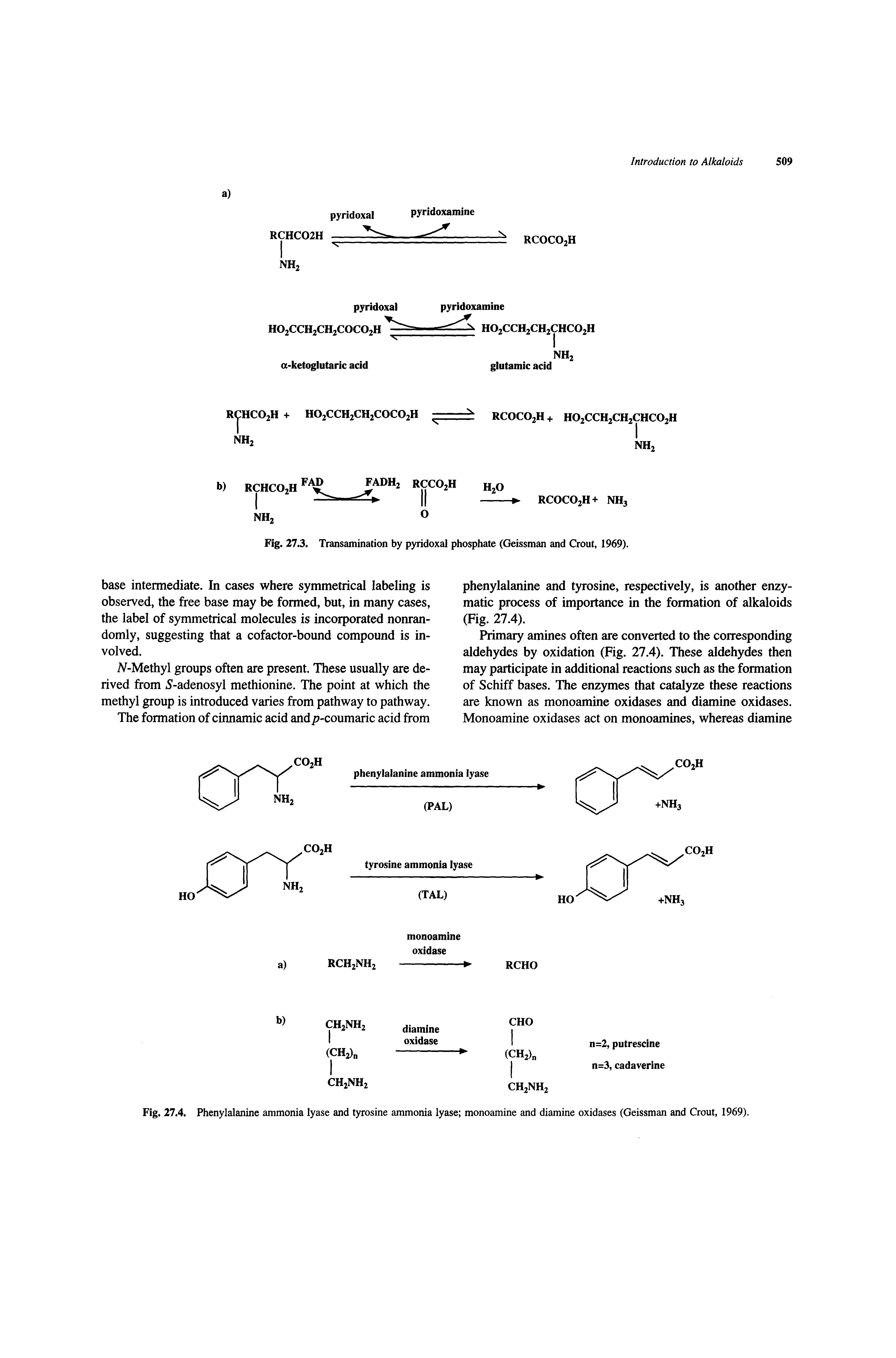 Fig. 27.4. Phenylalanine ammonia lyase and tyrosine ammonia lyase monoamine and diamine oxidases (Geissman and Grout, 1969).