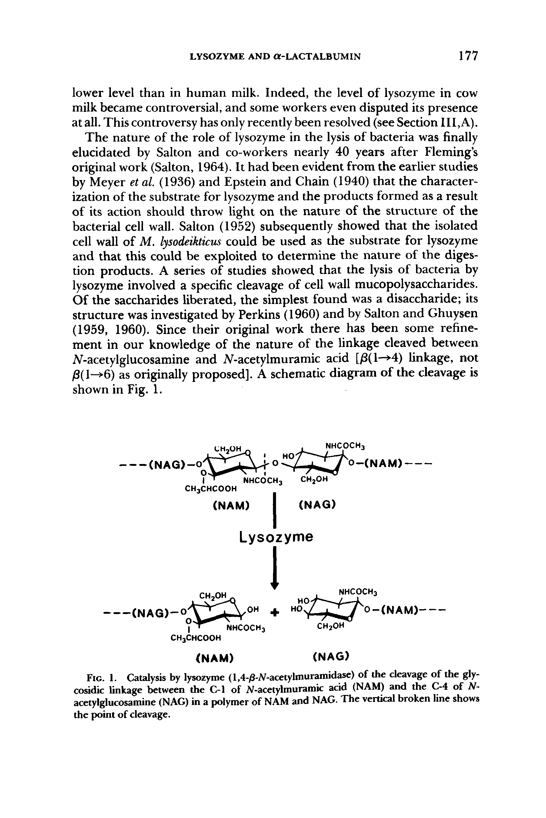 Fig. 1. Catalysis by lysozyme (l,4-/3-iV-acetylmuramidase) of the cleavage of the gly-cosidic linkage between the C-1 of N-acetylmuramic acid (NAM) and the C-4 of N-acetylglucosamine (NAG) in a polymer of NAM and NAG. The vertical broken line shows the point of cleavage.