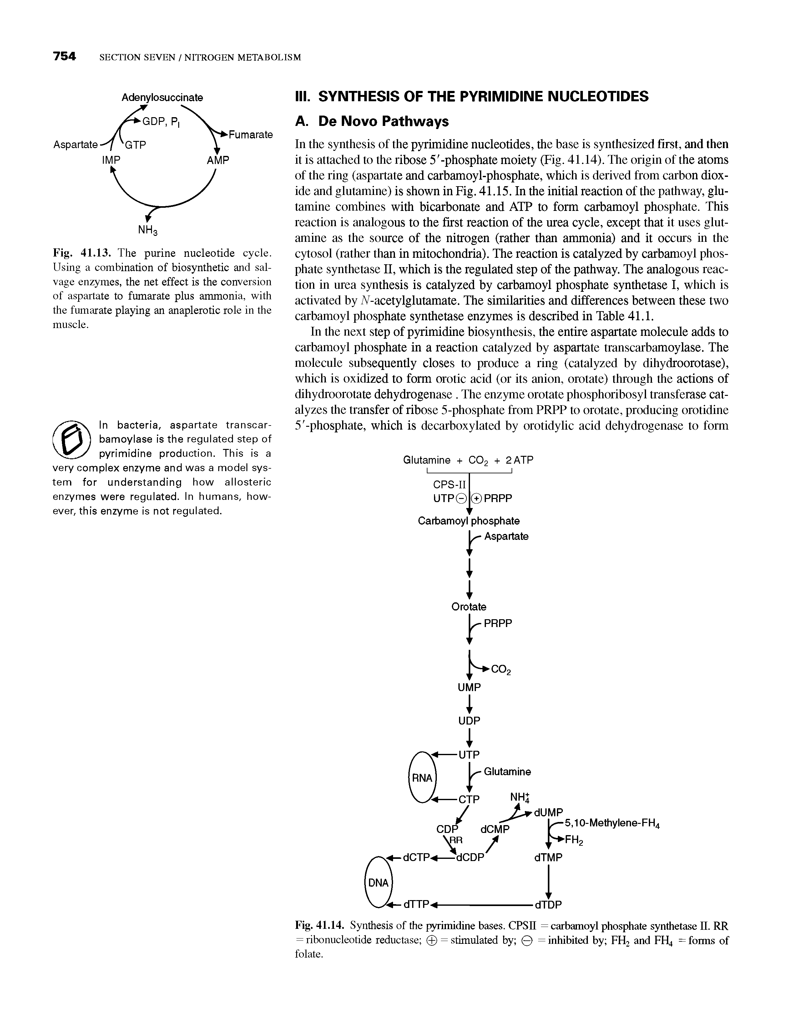 Fig. 41.13. The purine nucleotide cycle. Using a combination of biosynthetic and salvage enzymes, the net effect is the conversion of aspartate to fumarate plus ammonia, with the fumarate playing an anaplerotic role in the muscle.