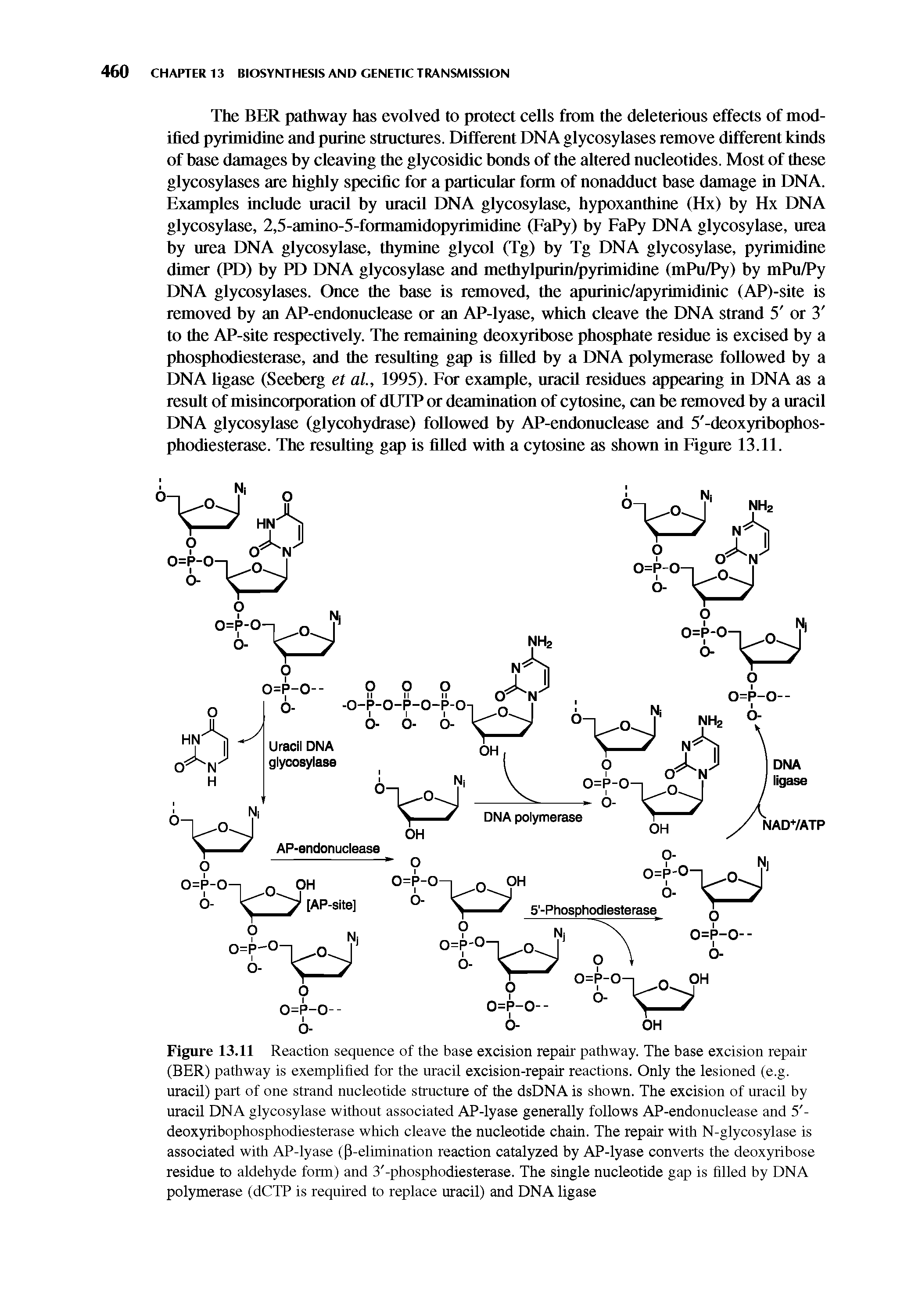 Figure 13.11 Reaction sequence of the base excision repair pathway. The base excision repair (BER) pathway is exemplified for the uracil excision-repair reactions. Only the lesioned (e.g. uracil) part of one strand nucleotide structure of the dsDNA is shown. The excision of uracil by uracil DNA glycosylase without associated AP-lyase generally follows AP-endonuclease and 5 -deoxyribophosphodiesterase which cleave the nucleotide chain. The repair with N-glycosylase is associated with AP-lyase (P-elimination reaction catalyzed by AP-lyase converts the deoxyribose residue to aldehyde form) and 3 -phosphodiesterase. The single nucleotide gap is filled by DNA polymerase (dCTP is required to replace uracil) and DNA ligase...