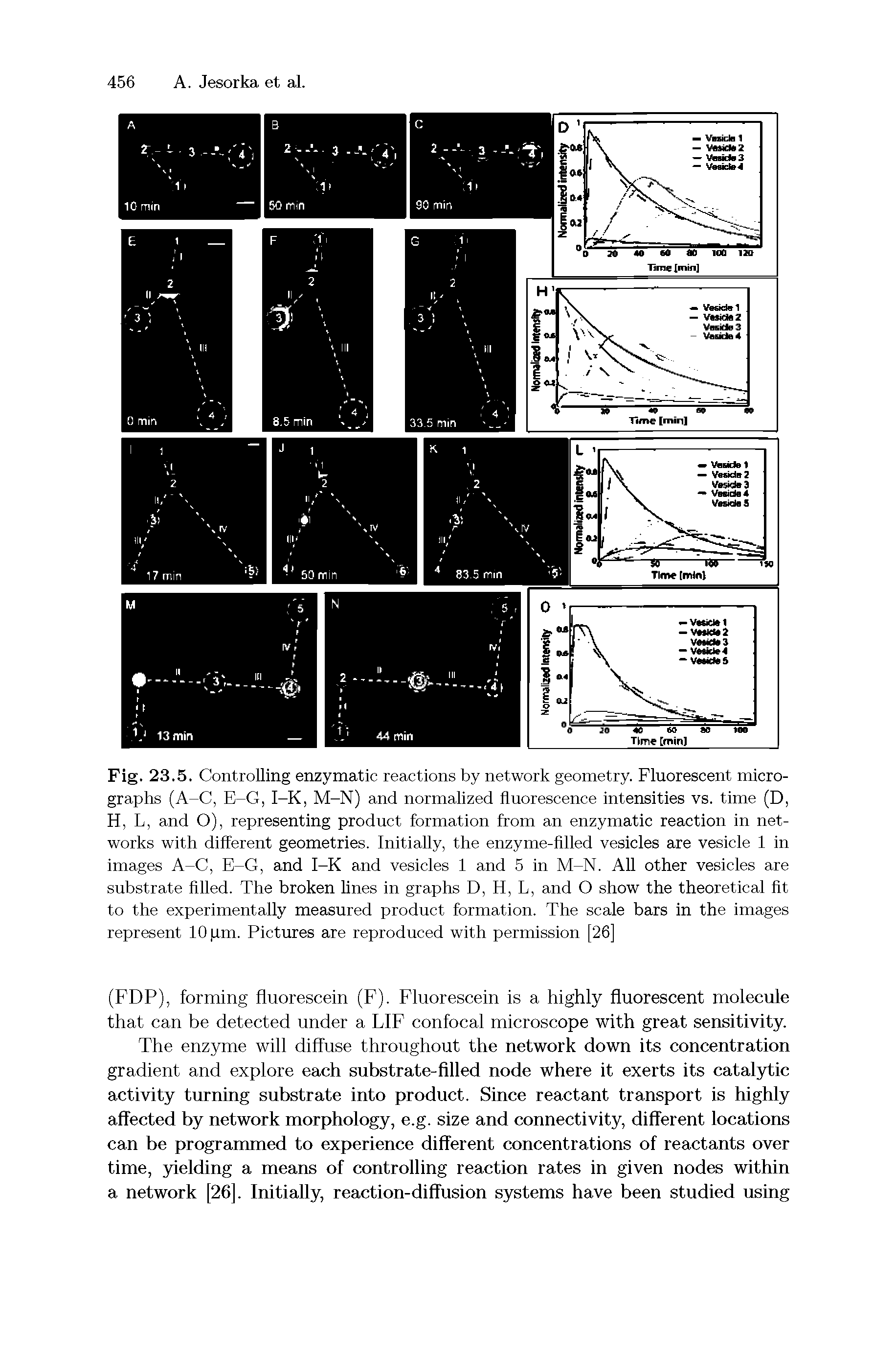 Fig. 23.5. Controlling enzymatic reactions by network geometry. Fluorescent micrographs (A-C, E-G, I-K, M-N) and normalized fluorescence intensities vs. time (D, H, L, and O), representing product formation from an enzymatic reaction in networks with different geometries. Initially, the enzyme-filled vesicles are vesicle 1 in images A-C, E-G, and I-K and vesicles 1 and 5 in M-N. All other vesicles are substrate filled. The broken lines in graphs D, H, L, and O show the theoretical fit to the experimentally measured product formation. The scale bars in the images represent fOpm. Pictures are reproduced with permission [26]...