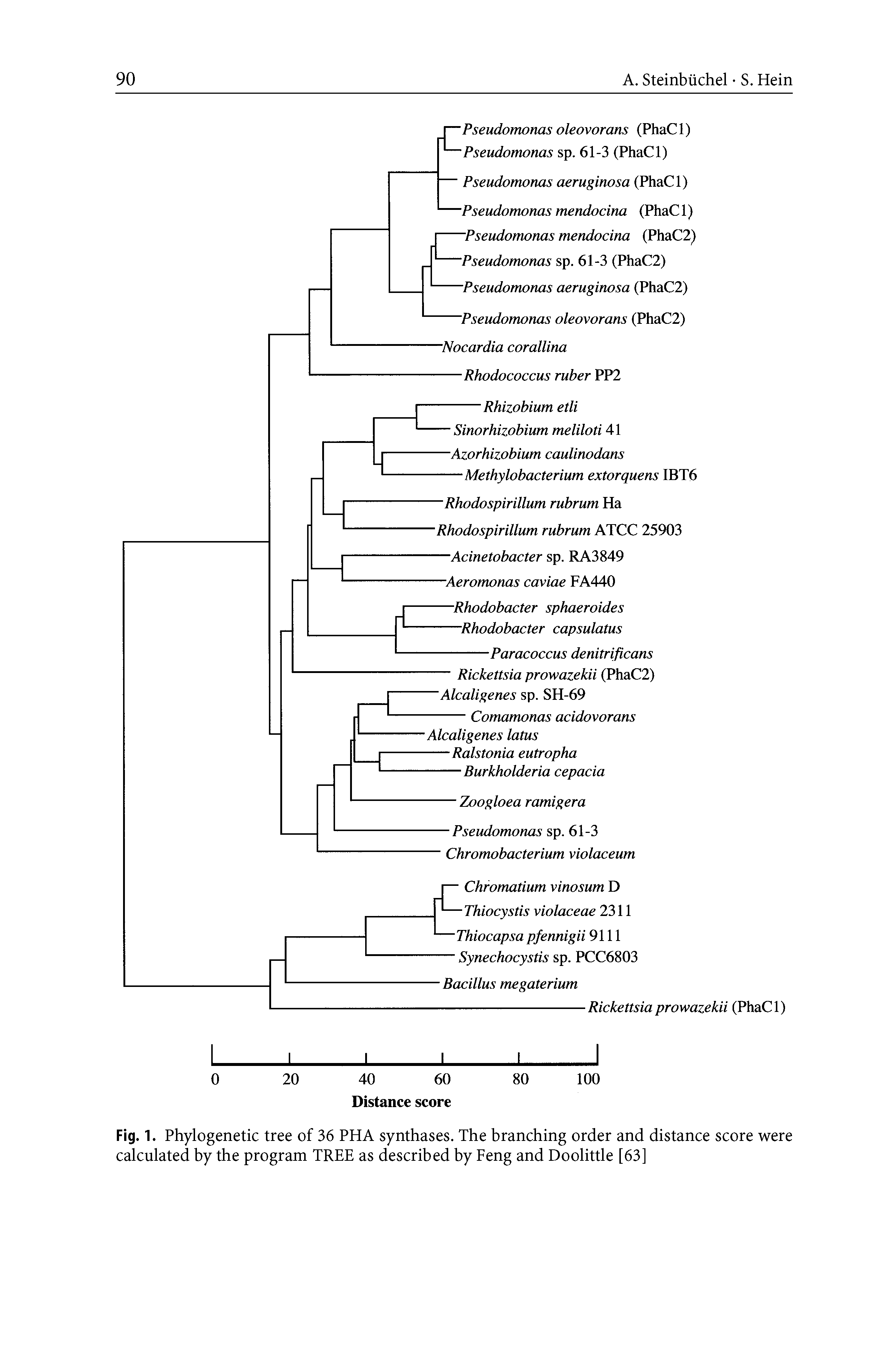 Fig. 1. Phylogenetic tree of 36 PHA synthases. The branching order and distance score were calculated by the program TREE as described by Feng and Doolittle [63]...