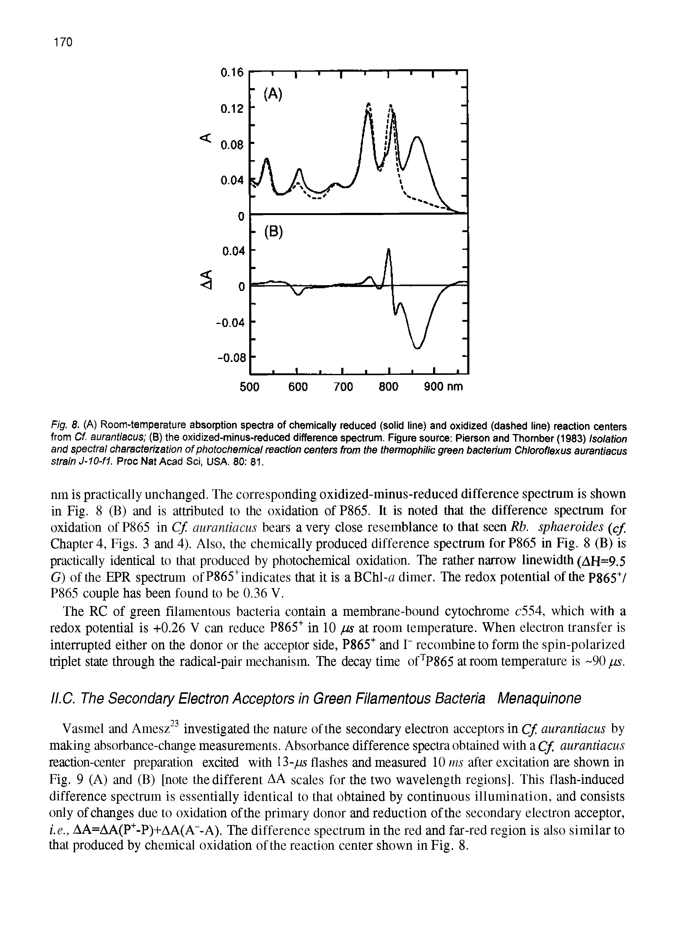 Fig. 8. (A) Room-temperature absorption spectra of chemically reduced (solid line) and oxidized (dashed line) reaction centers from Cf. aurantiacus (B) the oxidized-minus-reduced difference spectrum. Figure source Pierson and Thornber(1983) Isolation and spectral characterization of photochemical reaction centers from the thermophilic green bacterium Chloroflexus aurantiacus strain J-10-f1. Proc Nat Acad Sci, USA. 80 81.