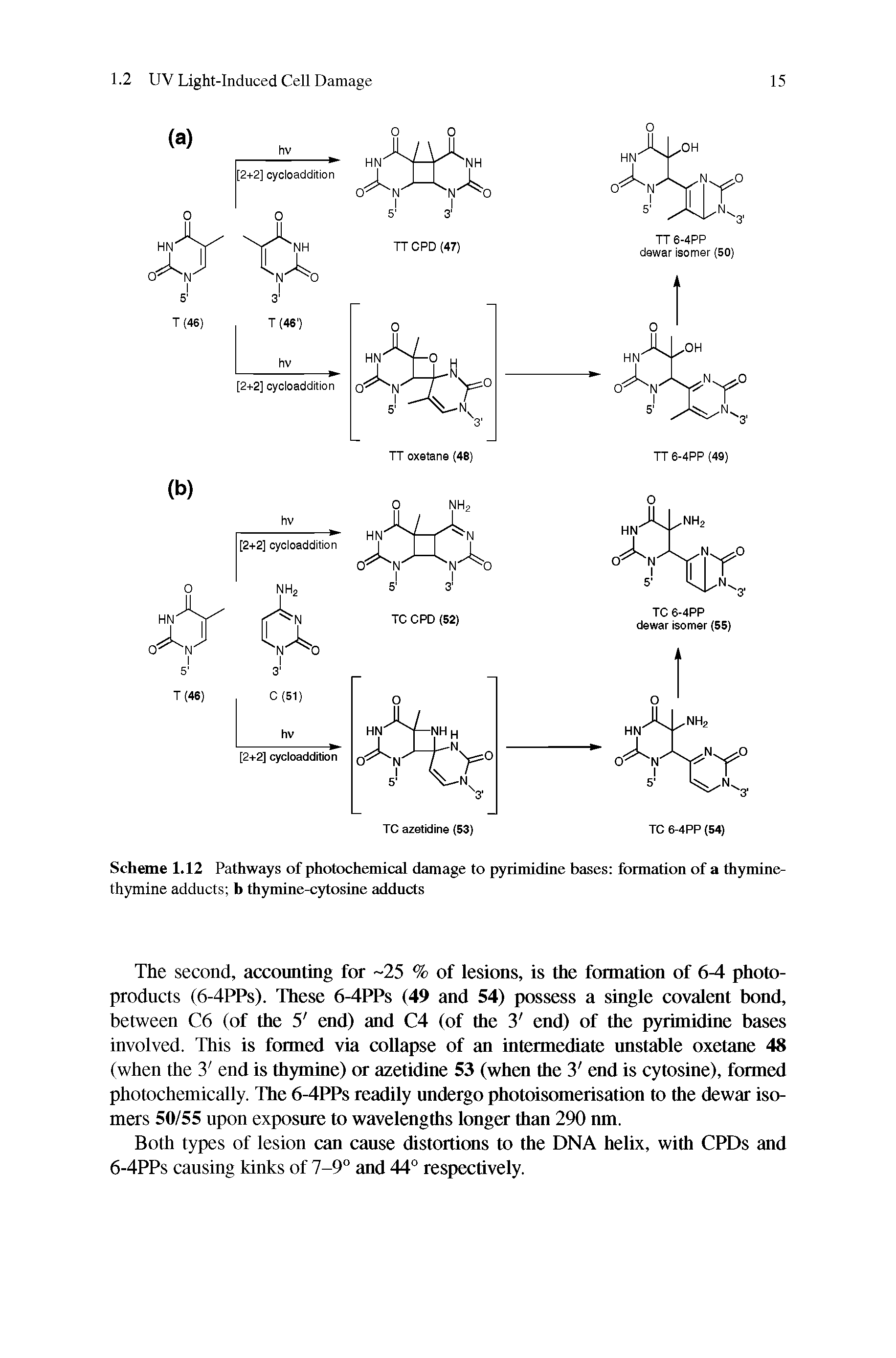 Scheme 1.12 Pathways of photochemical damage to pyrimidine bases fonnation of a thymine-thymine adducts b thymine-cytosine adducts...