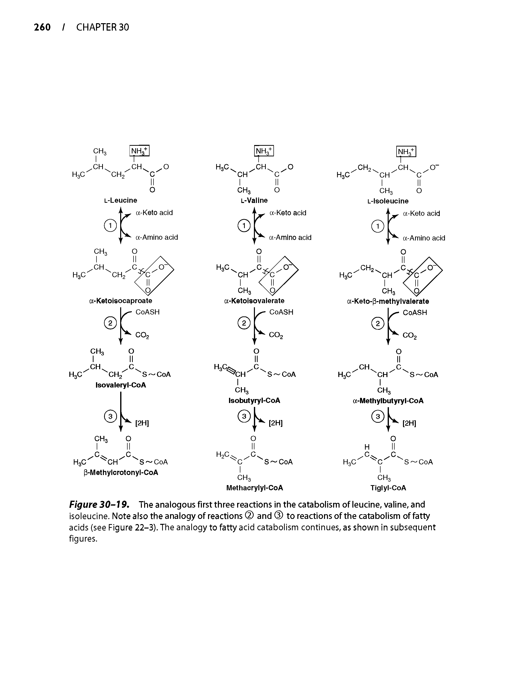 Figure 30-19. The analogous first three reactions in the catabolism of leucine, valine, and isoleucine. Note also the analogy of reactions and to reactions of the catabolism of fatty acids (see Figure 22-3). The analogy to fatty acid catabolism continues, as shown in subsequent figures.
