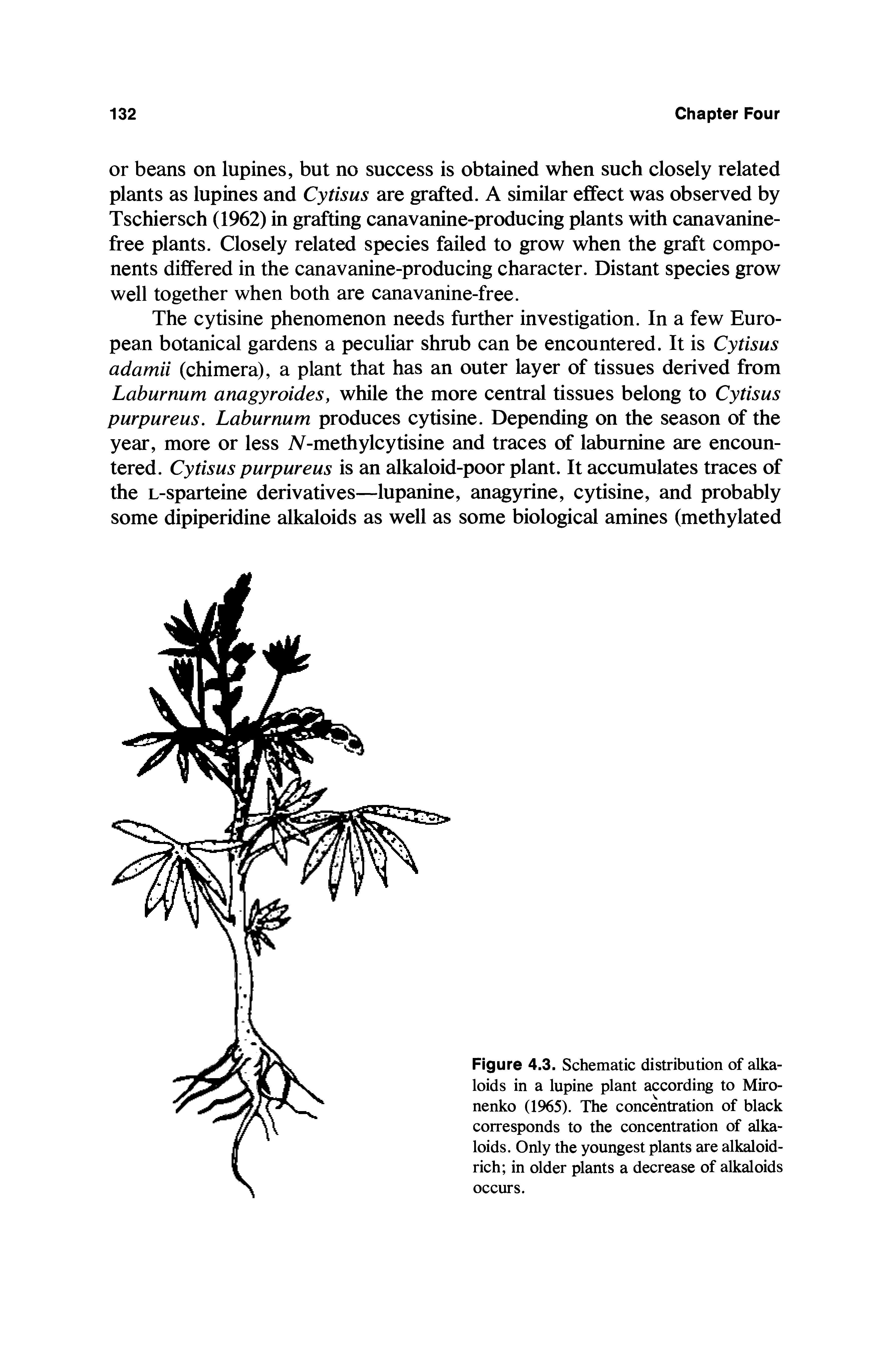 Figure 4.3. Schematic distribution of alkaloids in a lupine plant according to Miro-nenko (1965). The concentration of black corresponds to the concentration of alkaloids. Only the youngest plants are alkaloid-rich in older plants a decrease of alkaloids occurs.