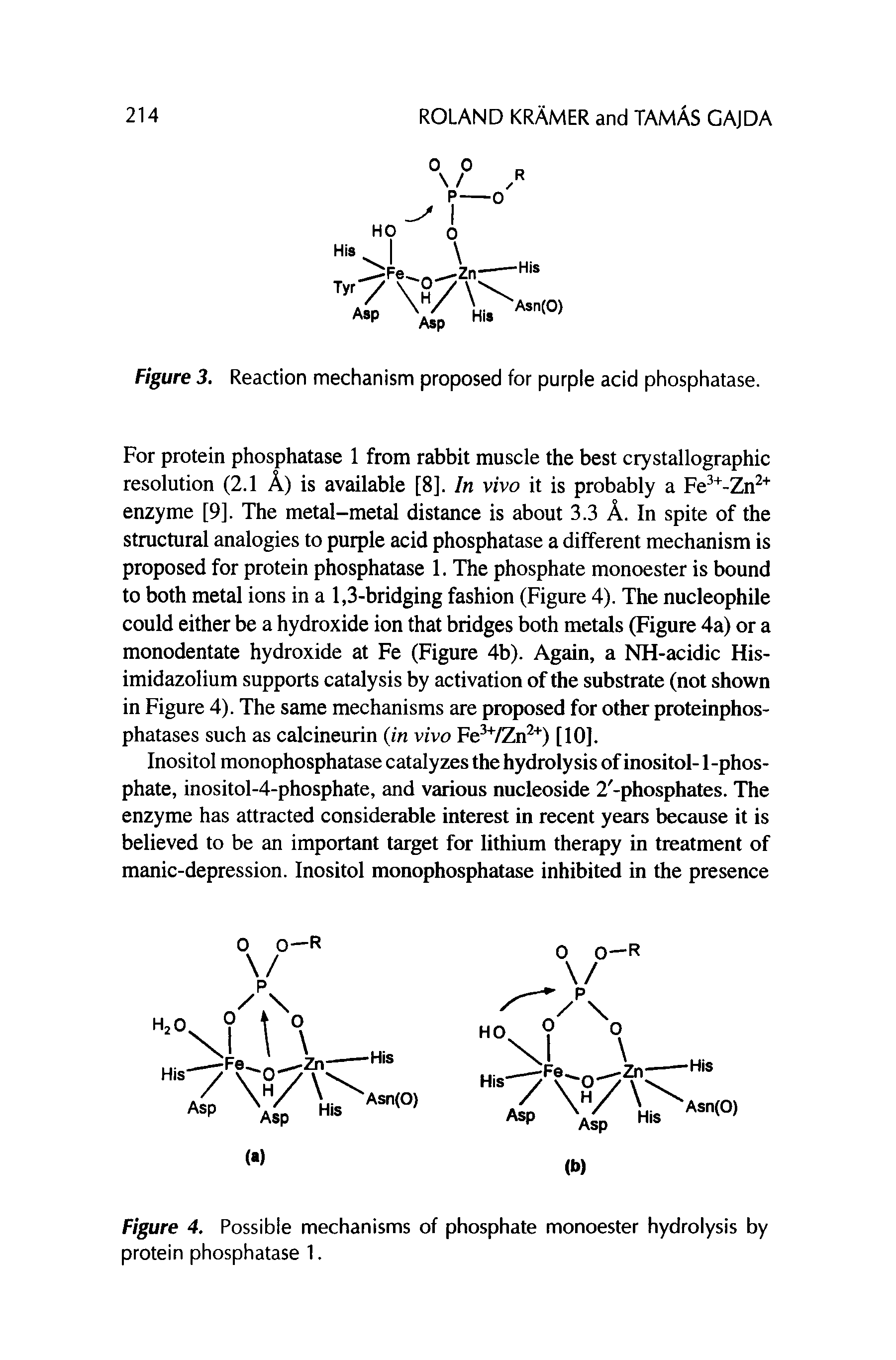 Figure 3. Reaction mechanism proposed for purple acid phosphatase.