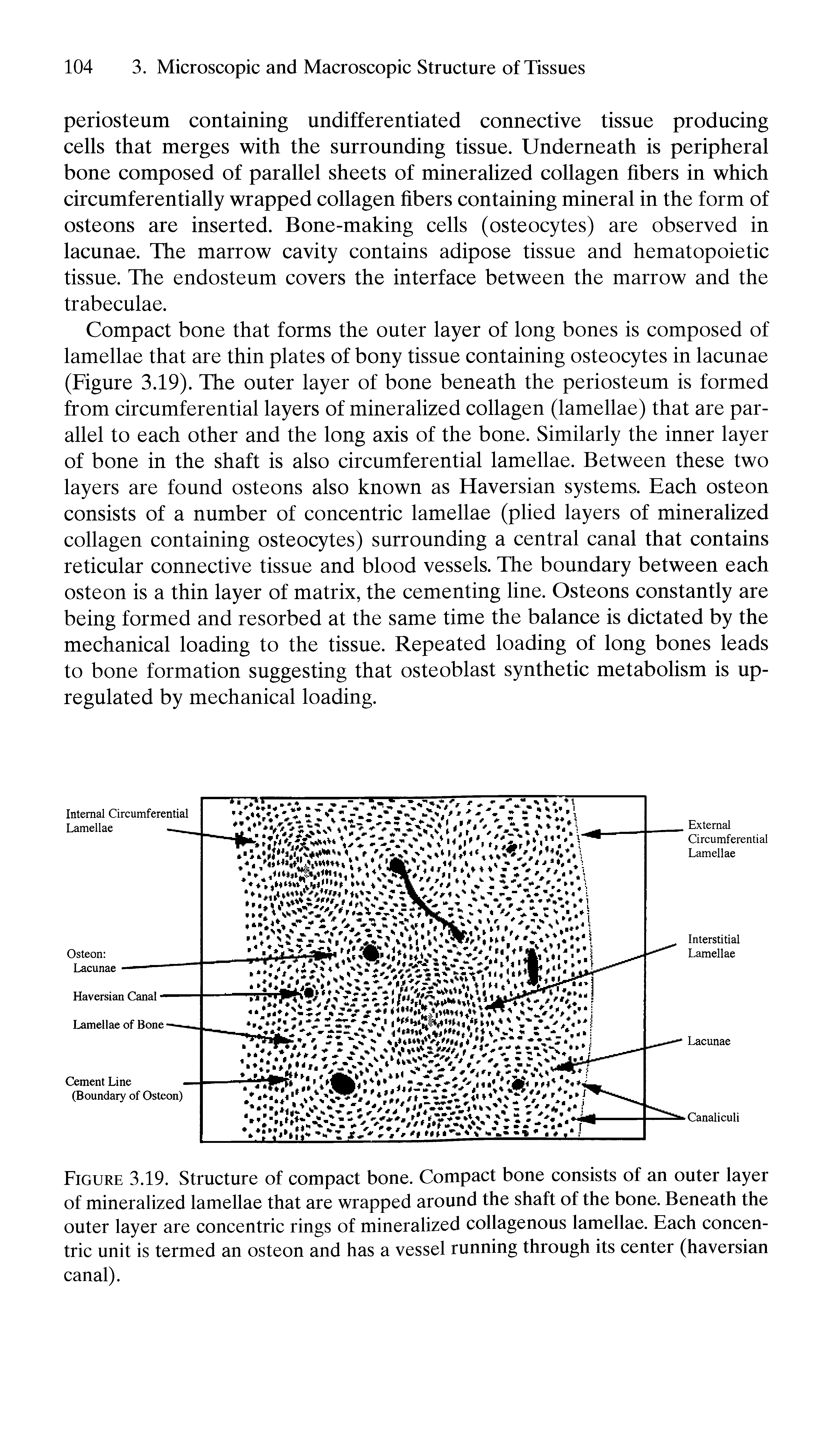 Figure 3.19. Structure of compact bone. Compact bone consists of an outer layer of mineralized lamellae that are wrapped around the shaft of the bone. Beneath the outer layer are concentric rings of mineralized collagenous lamellae. Each concentric unit is termed an osteon and has a vessel running through its center (haversian canal).