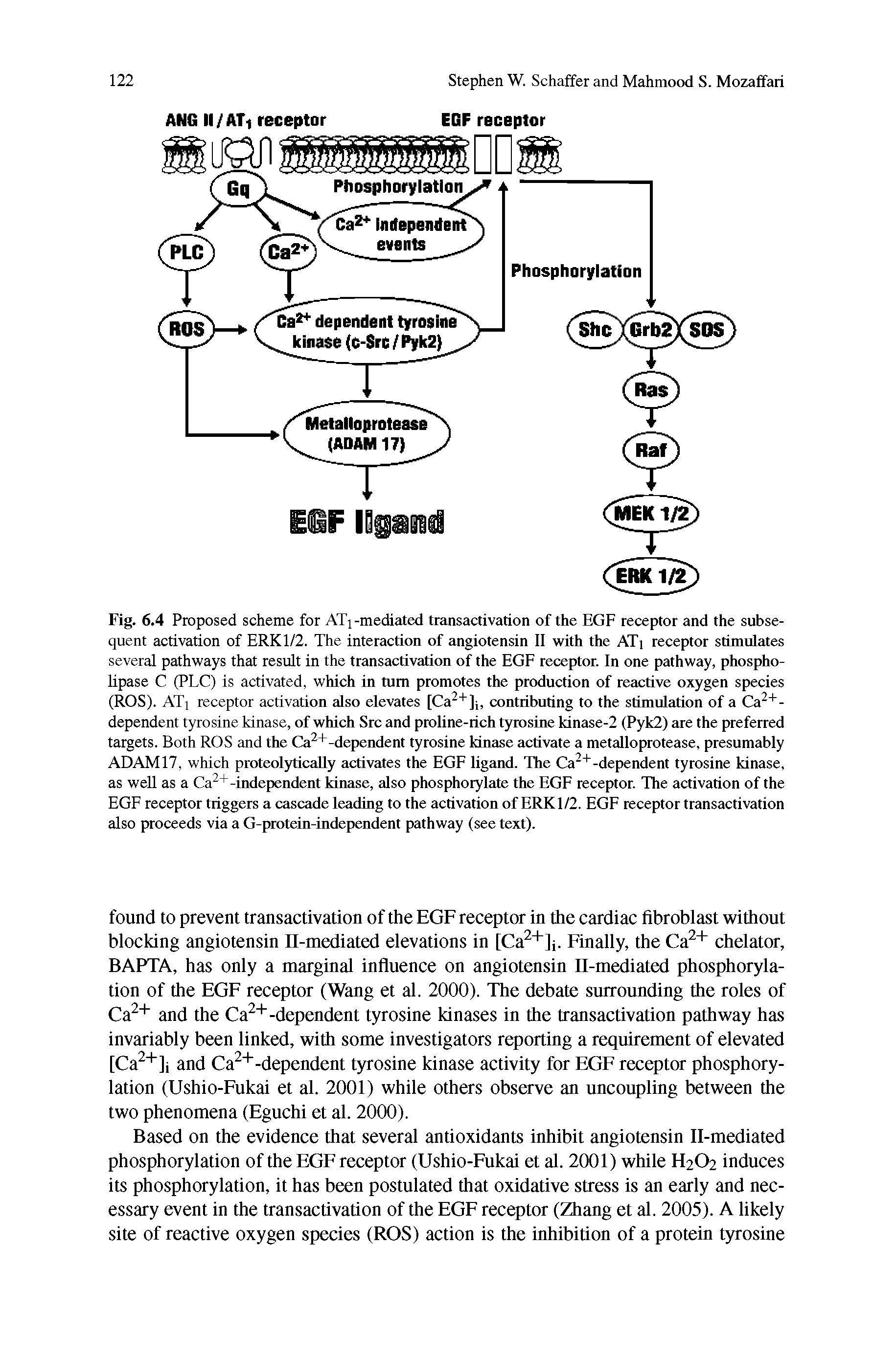 Fig. 6.4 Proposed scheme for ATj-mediated transactivation of the EGF receptor and the subsequent activation of ERK1/2. The interaction of angiotensin II with the ATi receptor stimulates several pathways that result in the transactivation of the EGF receptor. In one pathway, phospholipase C (PLC) is activated, which in turn promotes the production of reactive oxygen species (ROS). ATj receptor activation also elevates [Ca2+]j, contributing to the stimulation of a Ca2+-dependent tyrosine kinase, of which Src and proline-rich tyrosine kinase-2 (Pyk2) are the preferred targets. Both ROS and the Ca2+-dependent tyrosine kinase activate a metalloprotease, presumably ADAM17, which proteolytically activates the EGF ligand. The Ca2+-dependent tyrosine kinase, as well as a Ca2+-independent kinase, also phosphorylate the EGF receptor. The activation of the EGF receptor triggers a cascade leading to the activation of ERK1/2. EGF receptor transactivation also proceeds via a G-protein-independent pathway (see text).