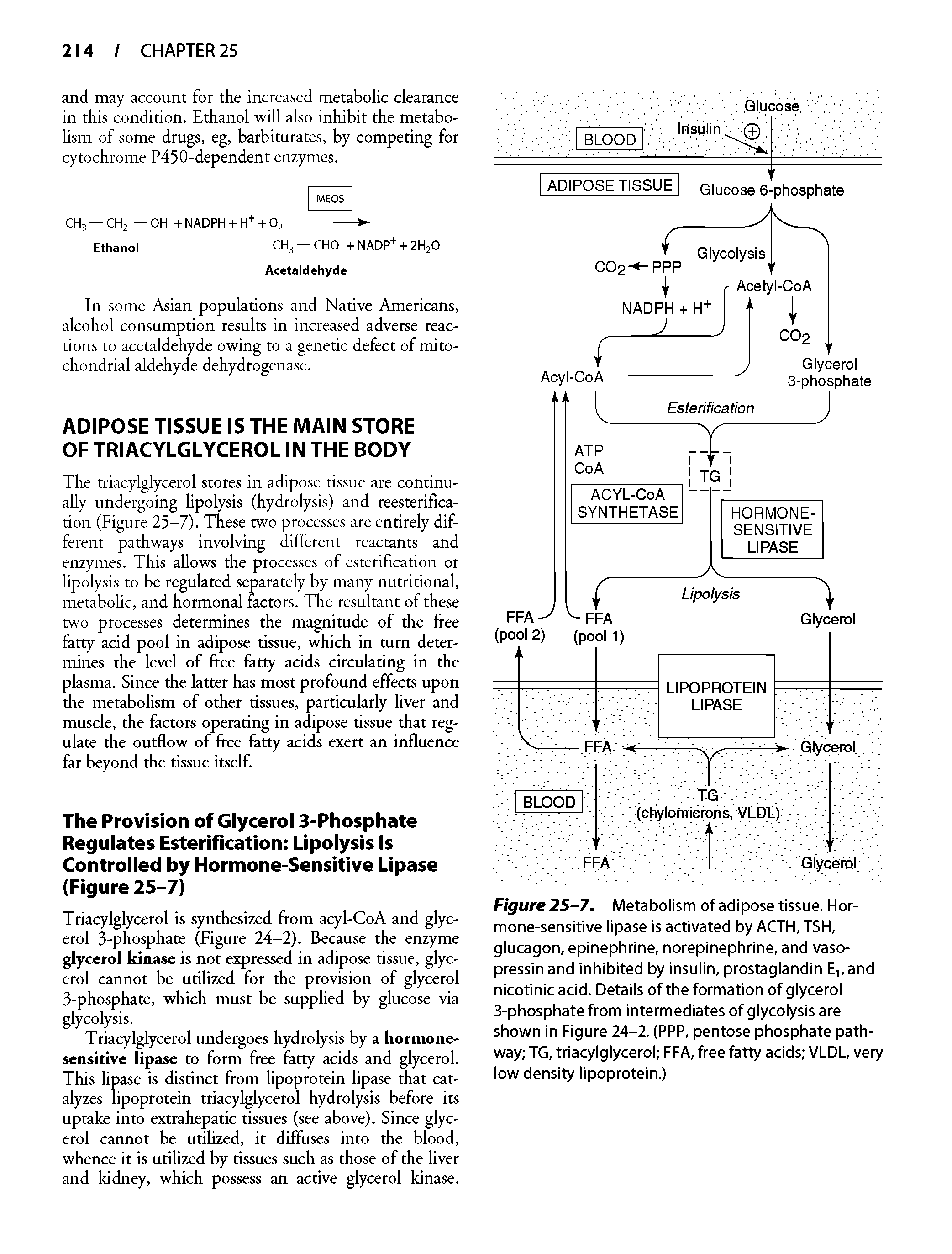 Figure 25-7. Metabolism of adipose tissue. Hormone-sensitive lipase is activated by ACTH, TSH, glucagon, epinephrine, norepinephrine, and vasopressin and inhibited by insulin, prostaglandin E, and nicotinic acid. Details of the formation of glycerol 3-phosphate from intermediates of glycolysis are shown in Figure 24-2. (PPP, pentose phosphate pathway TG, triacylglycerol FFA, free fatty acids VLDL, very low density lipoprotein.)...