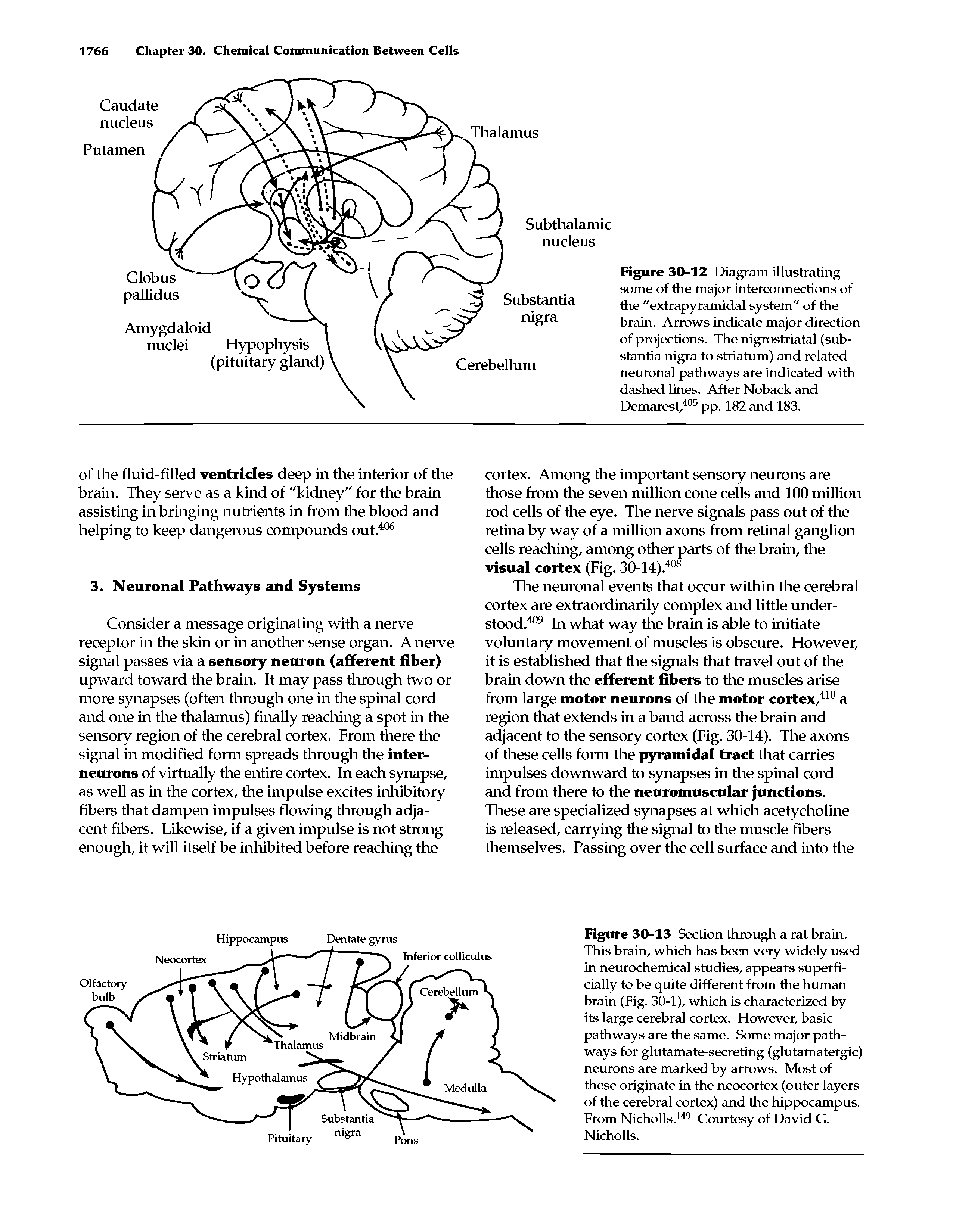 Figure 30-12 Diagram illustrating some of the major interconnections of the "extrapyramidal system" of the brain. Arrows indicate major direction of projections. The nigrostriatal (substantia nigra to striatum) and related neuronal pathways are indicated with dashed lines. After Nohack and Demarest,405 pp. 182 and 183.