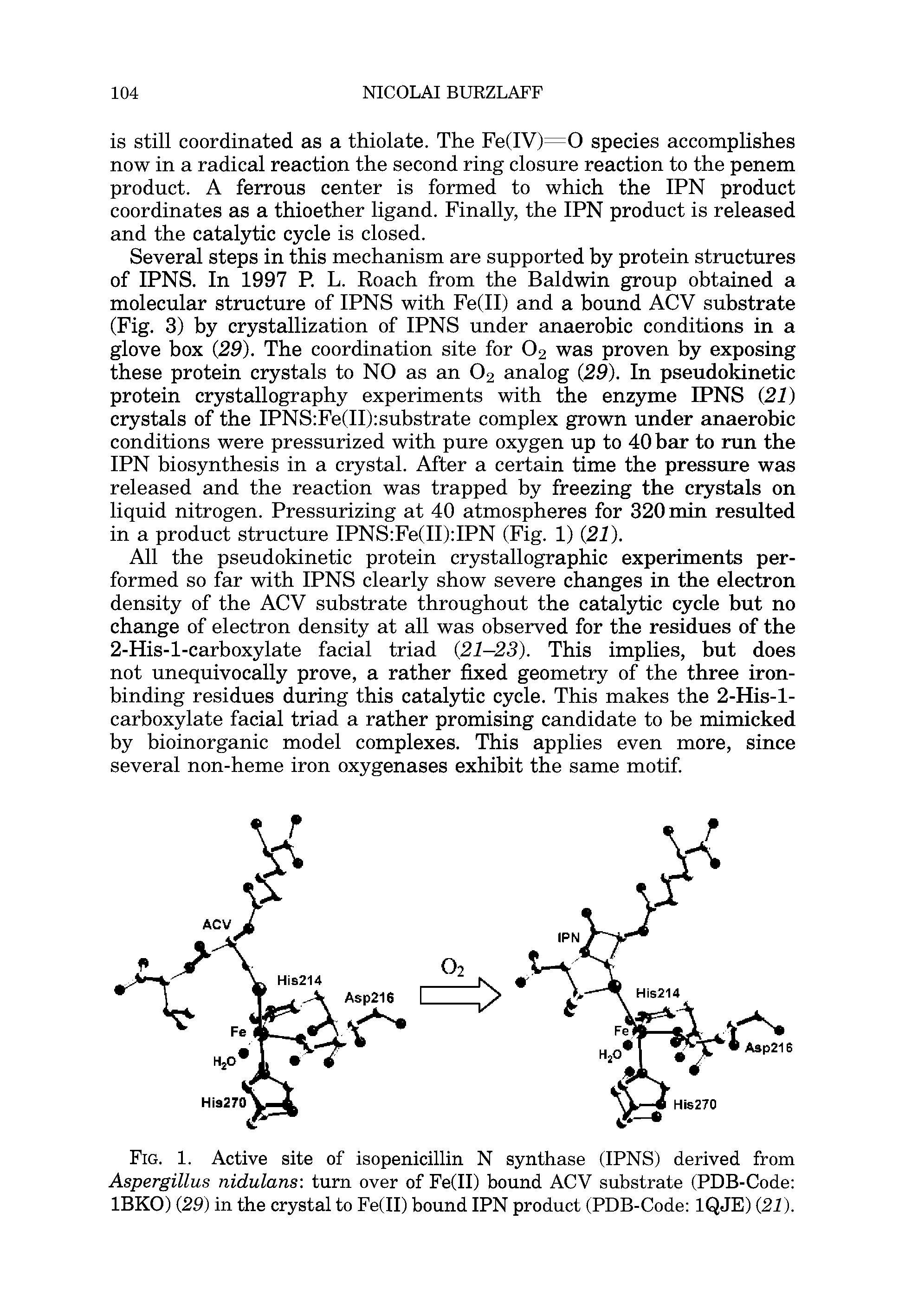 Fig. 1. Active site of isopenicillin N synthase (IPNS) derived from Aspergillus nidulans turn over of Fe(II) bound ACV substrate (PDB-Code IBKO) (29) in the crystal to Fe(II) bound IPN product (PDB-Code IQJE) (21).