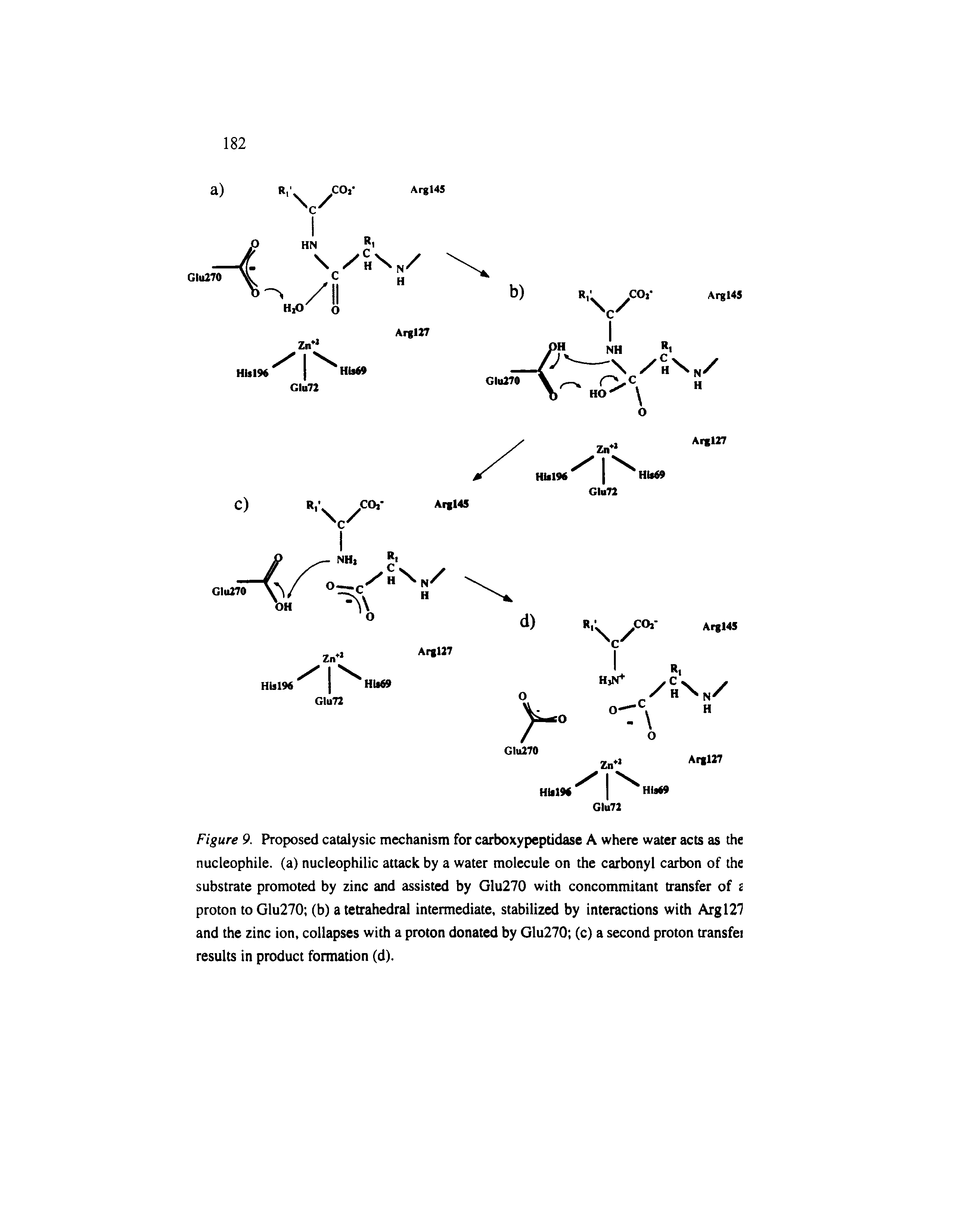 Figure 9. Proposed catalysic mechanism for carboxypeptidase A where water acts as the nucleophile, (a) nucleophilic attack by a water molecule on the carbonyl carbon of the substrate promoted by zinc and assisted by Glu270 with concommitant transfer of i proton to Glu270 (b) a tetrahedral intermediate, stabilized by interactions with Argl27 and the zinc ion, collapses with a proton donated by Glu270 (c) a second proton transfei results in product formation (d).