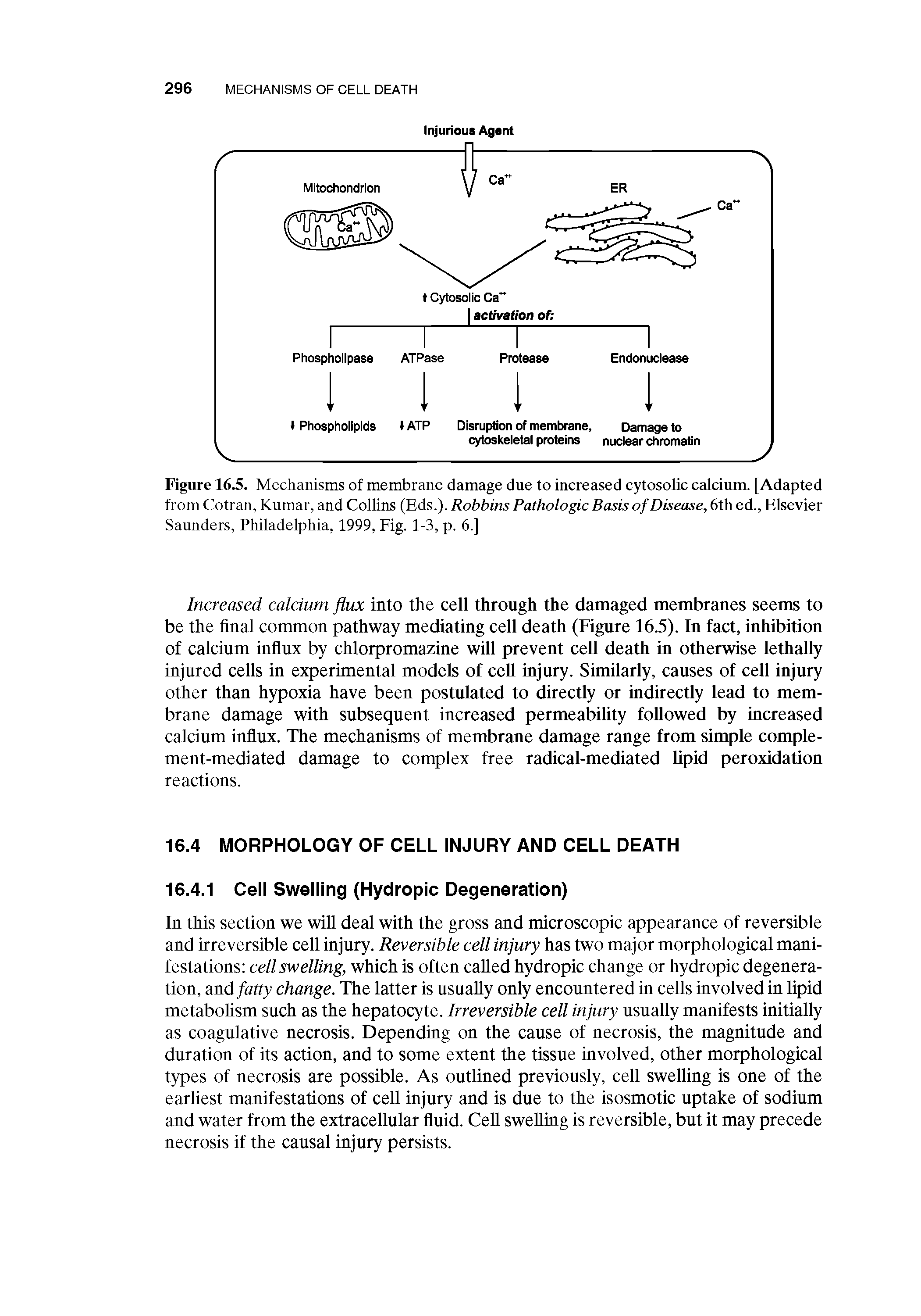 Figure 16.5. Mechanisms of membrane damage due to increased cytosolic calcium. [Adapted from Cotran, Kumar, and Collins (Eds.). Robbins Pathologic Basis of Disease, 6th ed., Elsevier Saunders, Philadelphia, 1999, Fig. 1-3, p. 6.]...