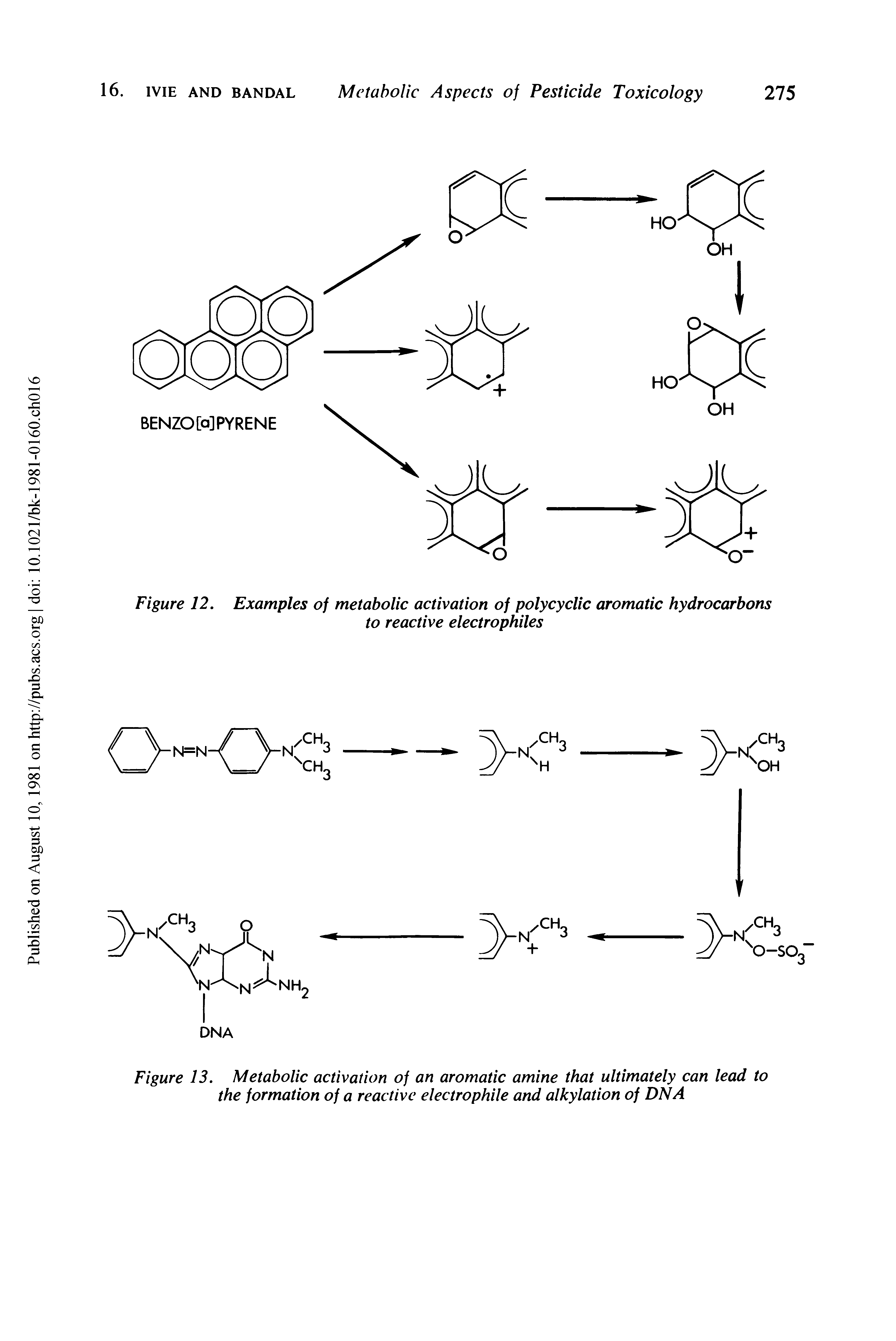 Figure 13. Metabolic activation of an aromatic amine that ultimately can lead to the formation of a reactive electrophile and alkylation of DNA...