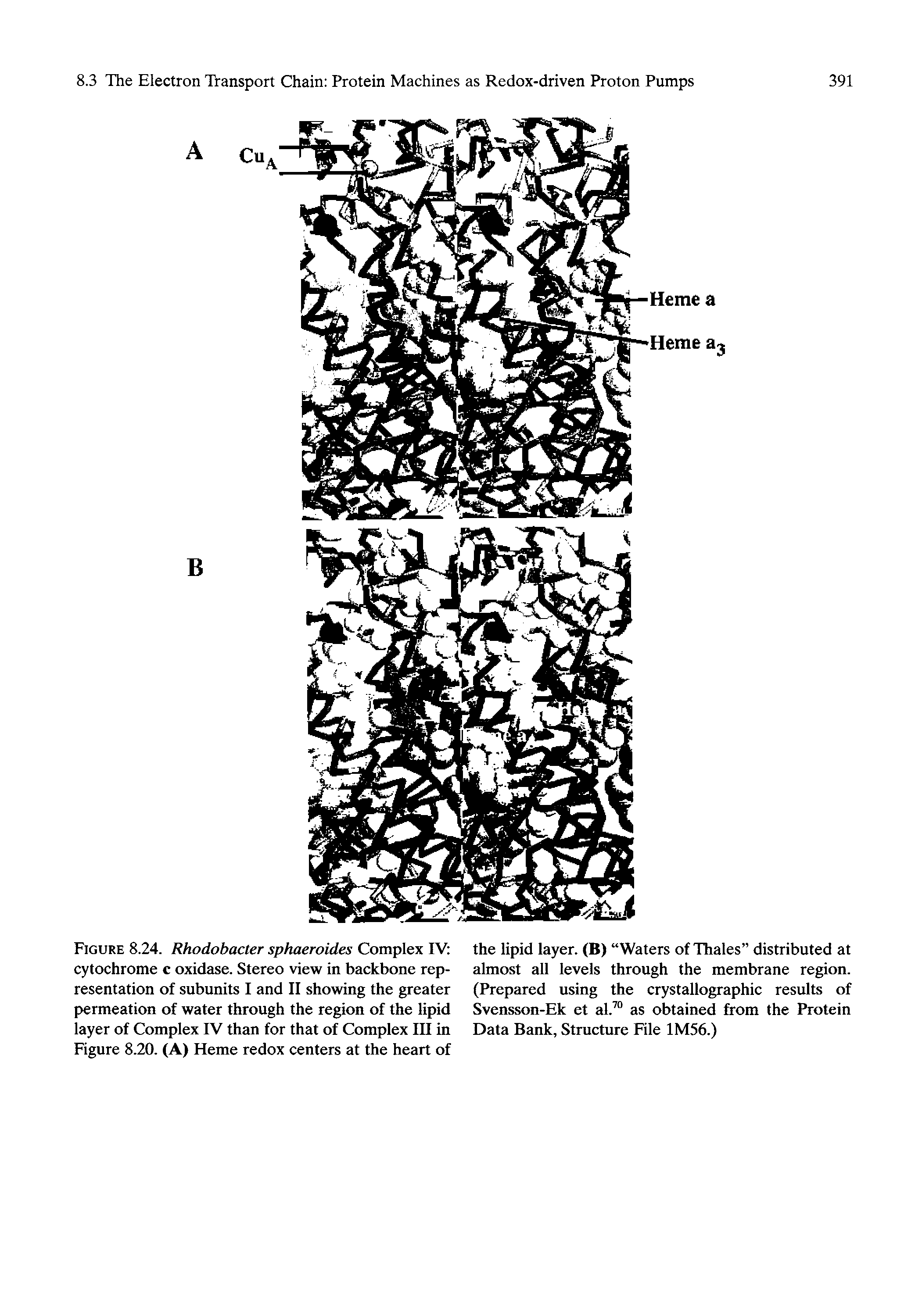 Figure 8.24. Rhodobacter sphaeroides Complex IV cytochrome c oxidase. Stereo view in backbone representation of subunits I and II showing the greater permeation of water through the region of the lipid layer of Complex IV than for that of Complex III in Figure 8.20. (A) Heme redox centers at the heart of...