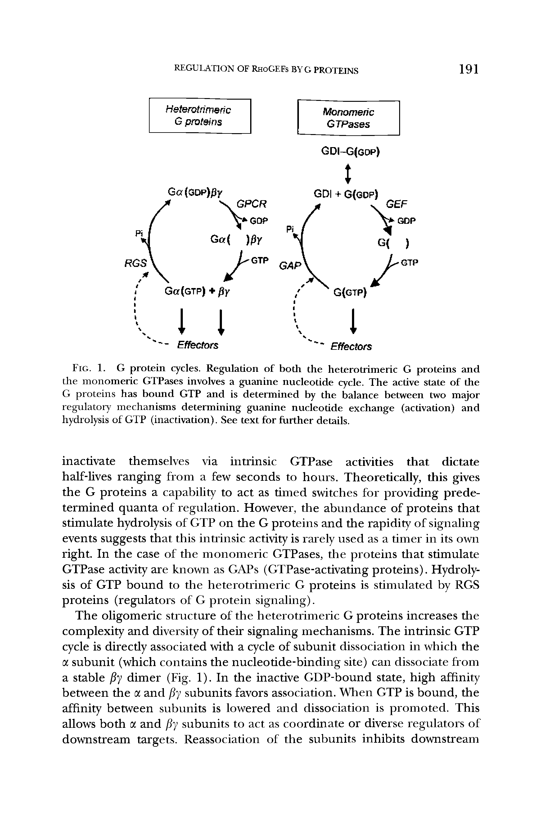 Fig. 1. G protein cycles. Regulation of both the heterotrimeric G proteins and the monomeric GTPases involves a guanine nucleotide cycle. The active state of the G proteins has bound GTP and is determined by the balance between two major regulatory mechanisms determining guanine nucleotide exchange (activation) and hydrolysis of GTP (inactivation). See text for further details.
