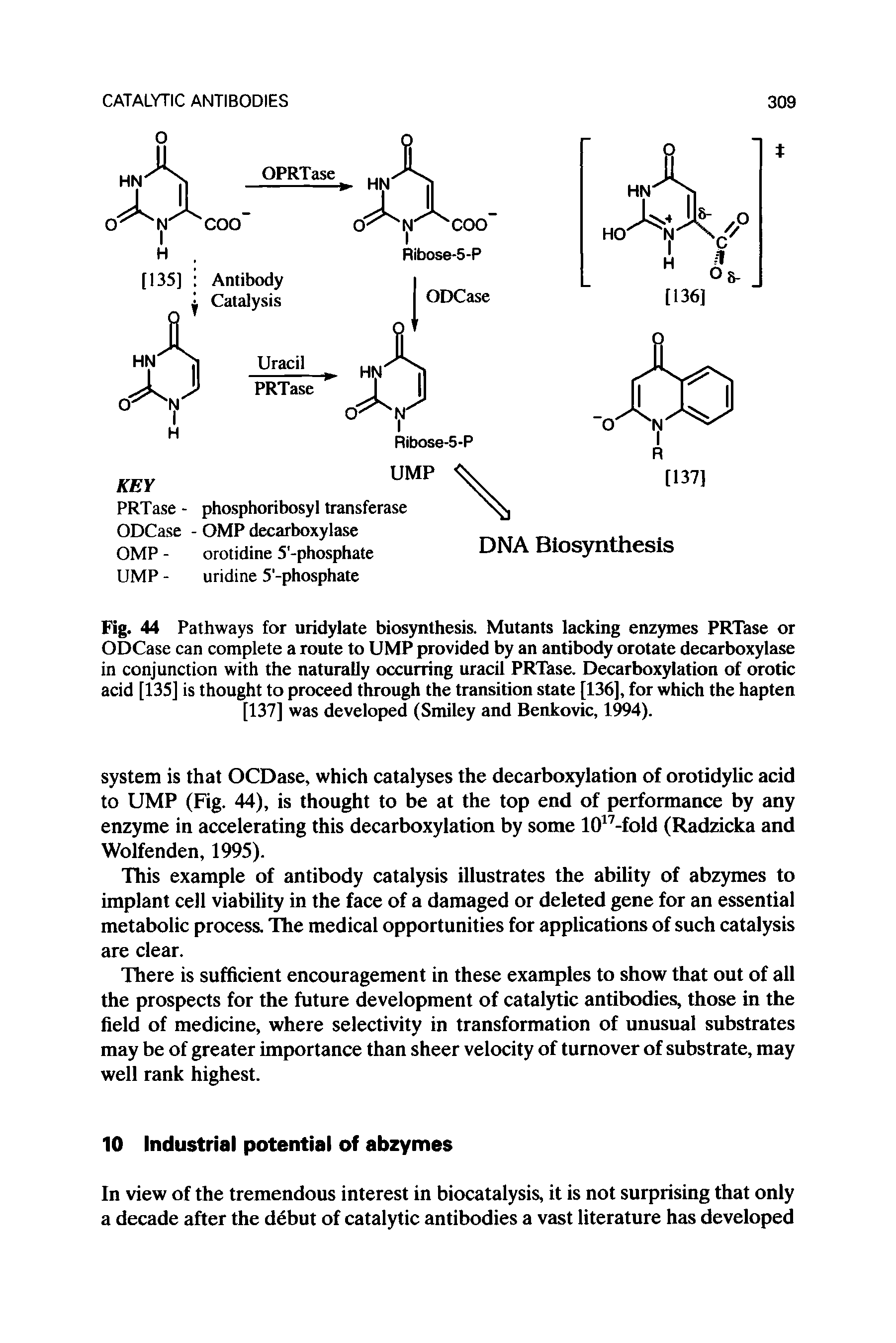 Fig. 44 Pathways for uridylate biosynthesis. Mutants lacking enzymes PRTase or ODCase can complete a route to UMP provided by an antibody orotate decarboxylase in conjunction with the naturally occurring uracil PRTase. Decarboxylation of orotic acid [135] is thought to proceed through the transition state [136], for which the hapten [137] was developed (Smiley and Benkovic, 1994).