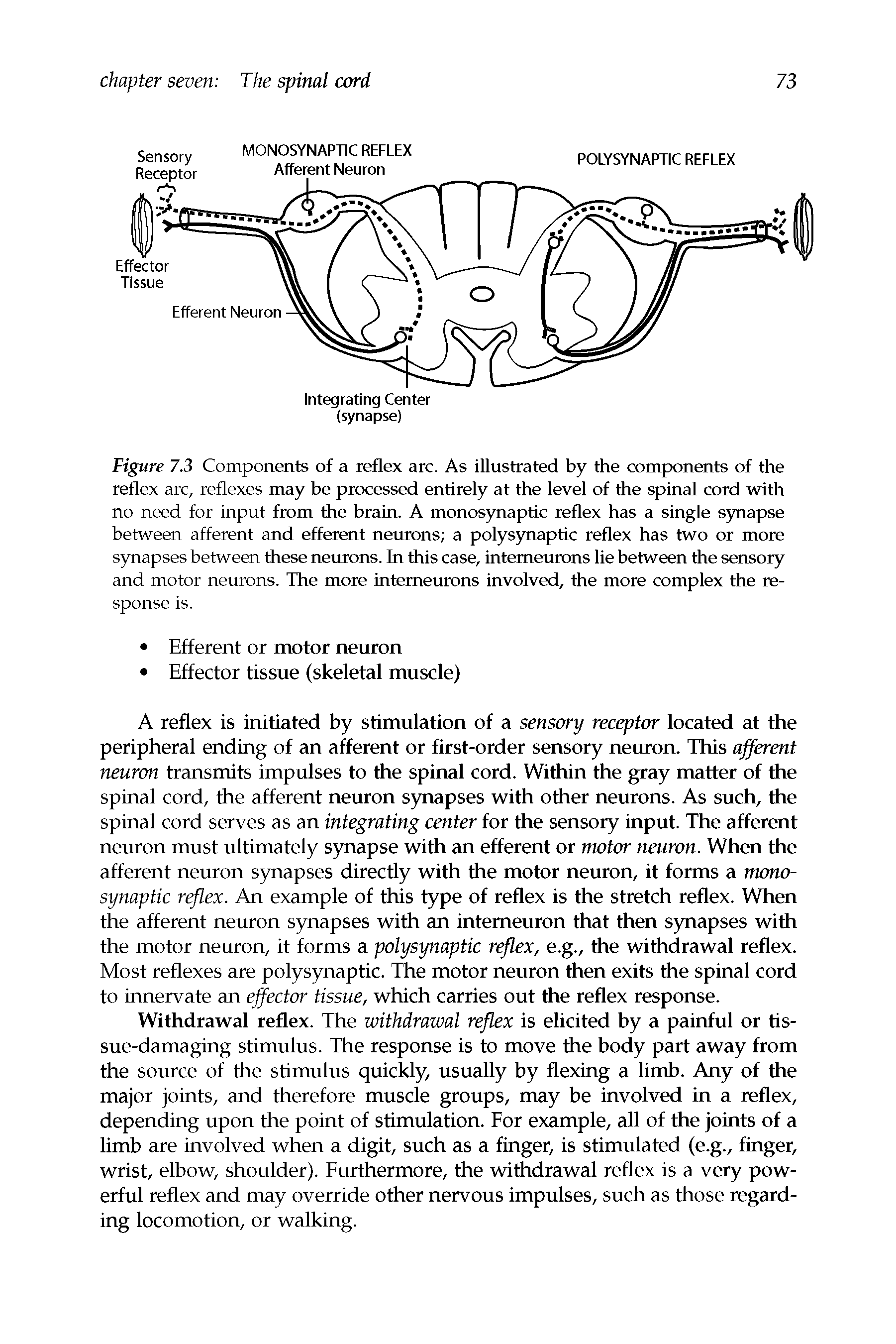 Figure 7.3 Components of a reflex arc. As illustrated by the components of the reflex arc, reflexes may be processed entirely at the level of the spinal cord with no need for input from the brain. A monosynaptic reflex has a single synapse between afferent and efferent neurons a polysynaptic reflex has two or more synapses between these neurons. In this case, intemeurons lie between the sensory and motor neurons. The more intemeurons involved, the more complex the response is.
