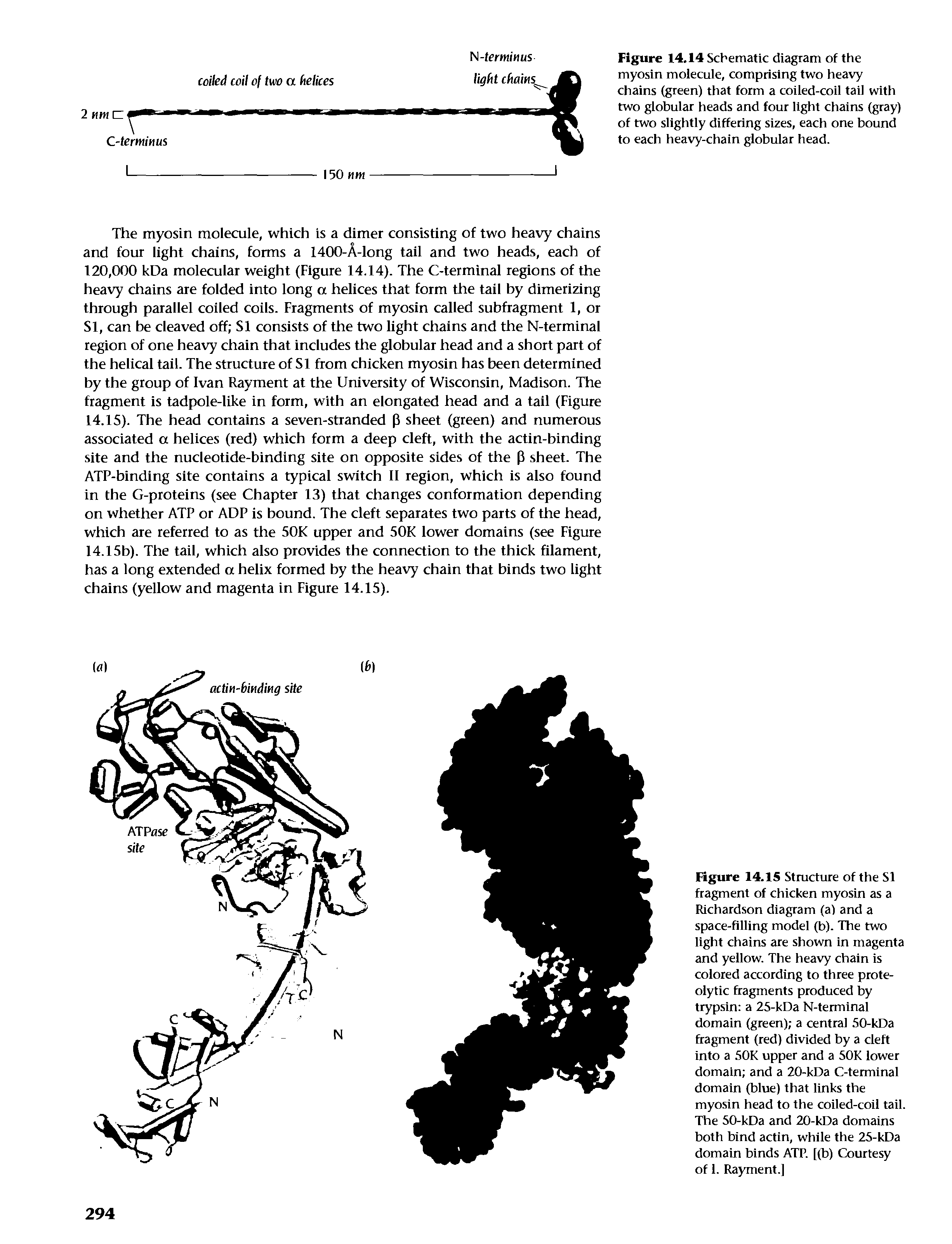 Figure 14.15 Stmcture of the SI fragment of chicken myosin as a Richardson diagram (a) and a space-filling model (b). The two light chains are shown in magenta and yellow. The heavy chain is colored according to three proteolytic fragments produced by trypsin a 25-kDa N-terminal domain (green) a central 50-kDa fragment (red) divided by a cleft into a 50K upper and a 50K lower domain and a 20-kDa C-terminal domain (blue) that links the myosin head to the coiled-coil tail. The 50-kDa and 20-kDa domains both bind actin, while the 25-kDa domain binds ATP. [(b) Courtesy of 1. Rayment.]...