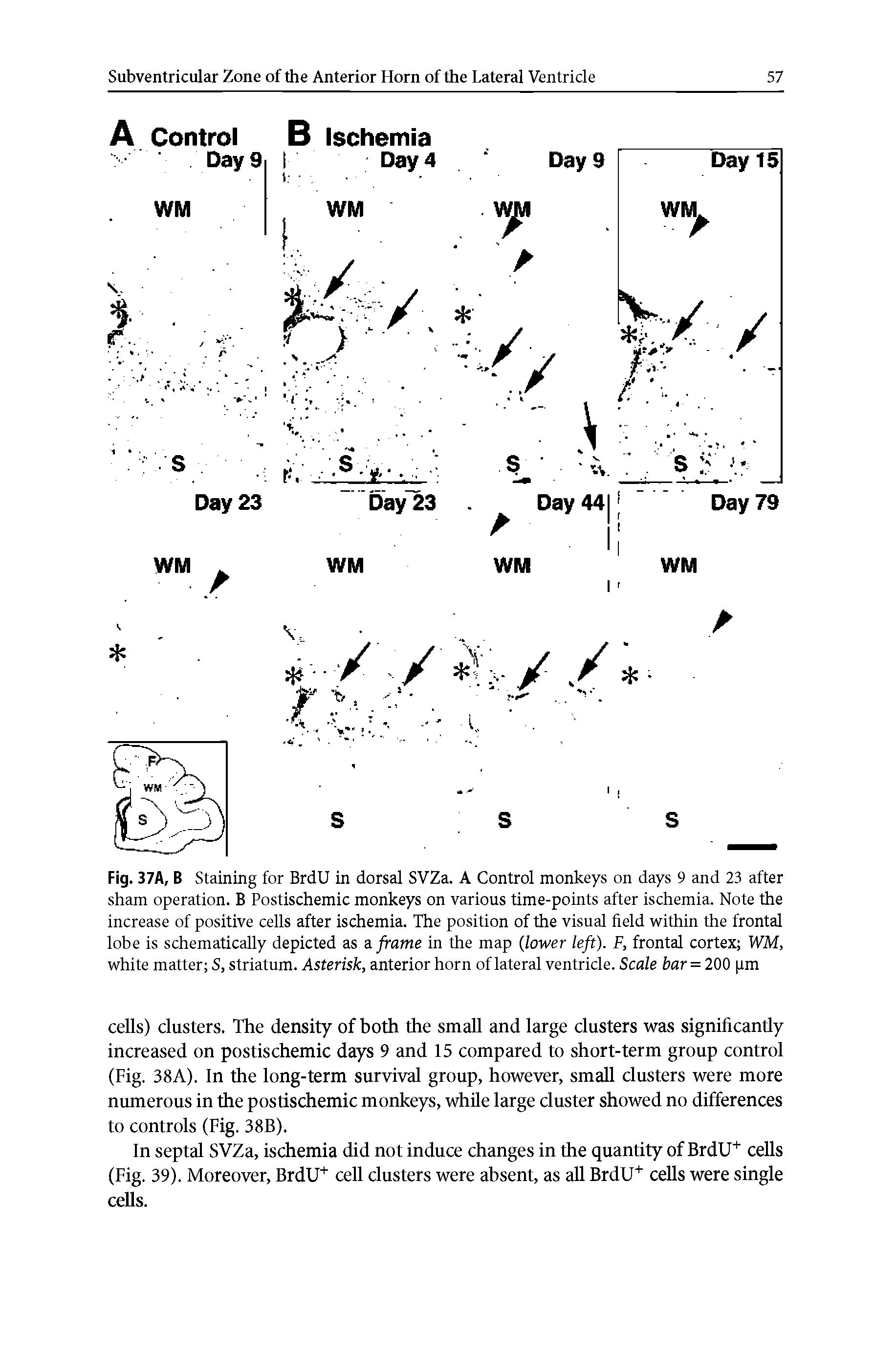 Fig. 37A, B Staining for BrdU in dorsal SVZa. A Control monkeys on days 9 and 23 after sham operation. B Postischemic monkeys on various time-points after ischemia. Note the increase of positive cells after ischemia. The position of the visual field within the frontal lobe is schematically depicted as a frame in the map (lower left). F, frontal cortex WM, white matter S, striatum. Asterisk, anterior horn of lateral ventricle. Scale bar = 200 pm...