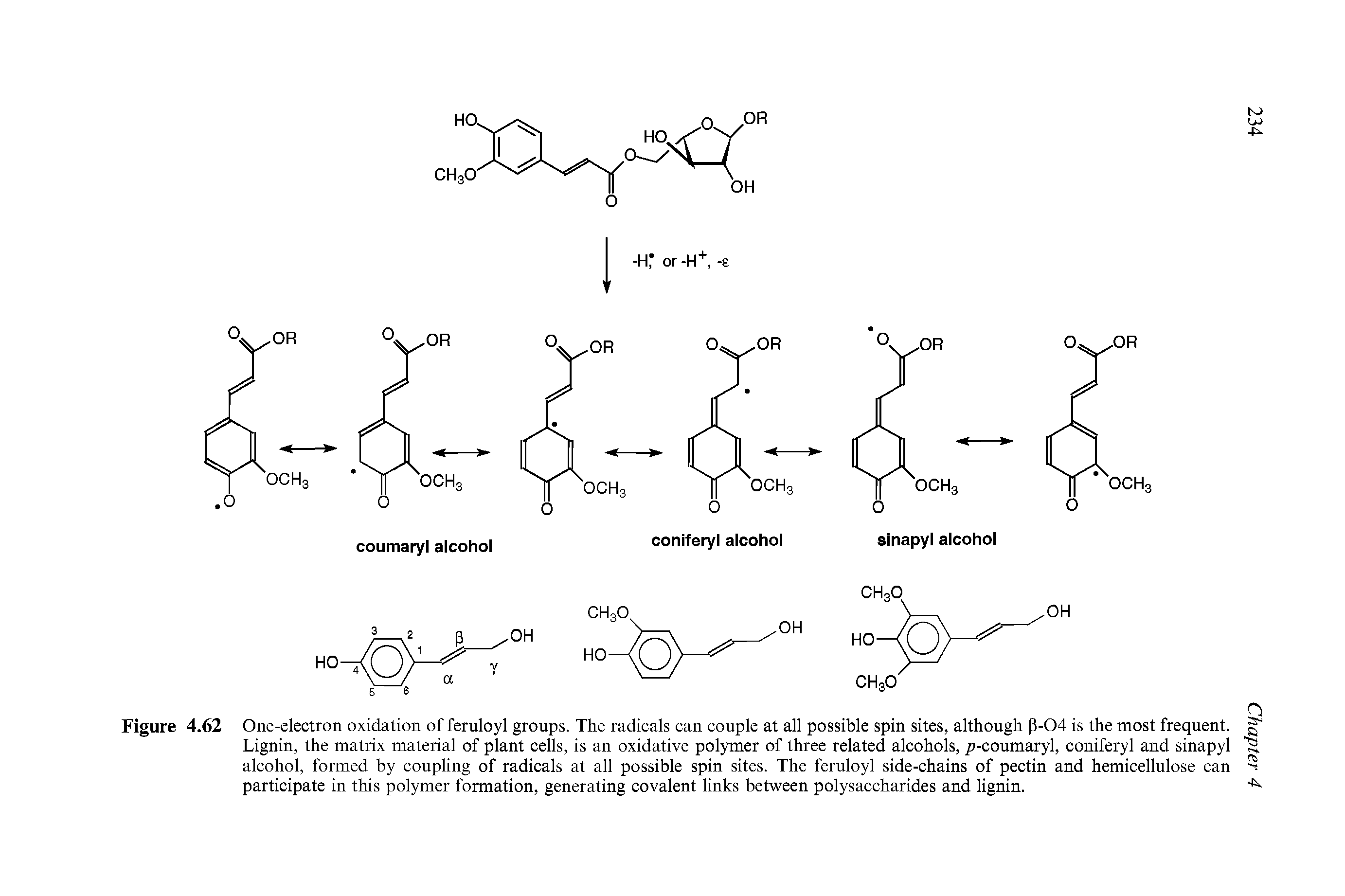 Figure 4.62 One-electron oxidation of feruloyl groups. The radicals can couple at all possible spin sites, although (3-04 is the most frequent, g Lignin, the matrix material of plant cells, is an oxidative polymer of three related alcohols, i-coumaryl, coniferyl and sinapyl alcohol, formed by coupling of radicals at all possible spin sites. The feruloyl side-chains of pectin and hemicellulose can participate in this polymer formation, generating covalent links between polysaccharides and lignin.