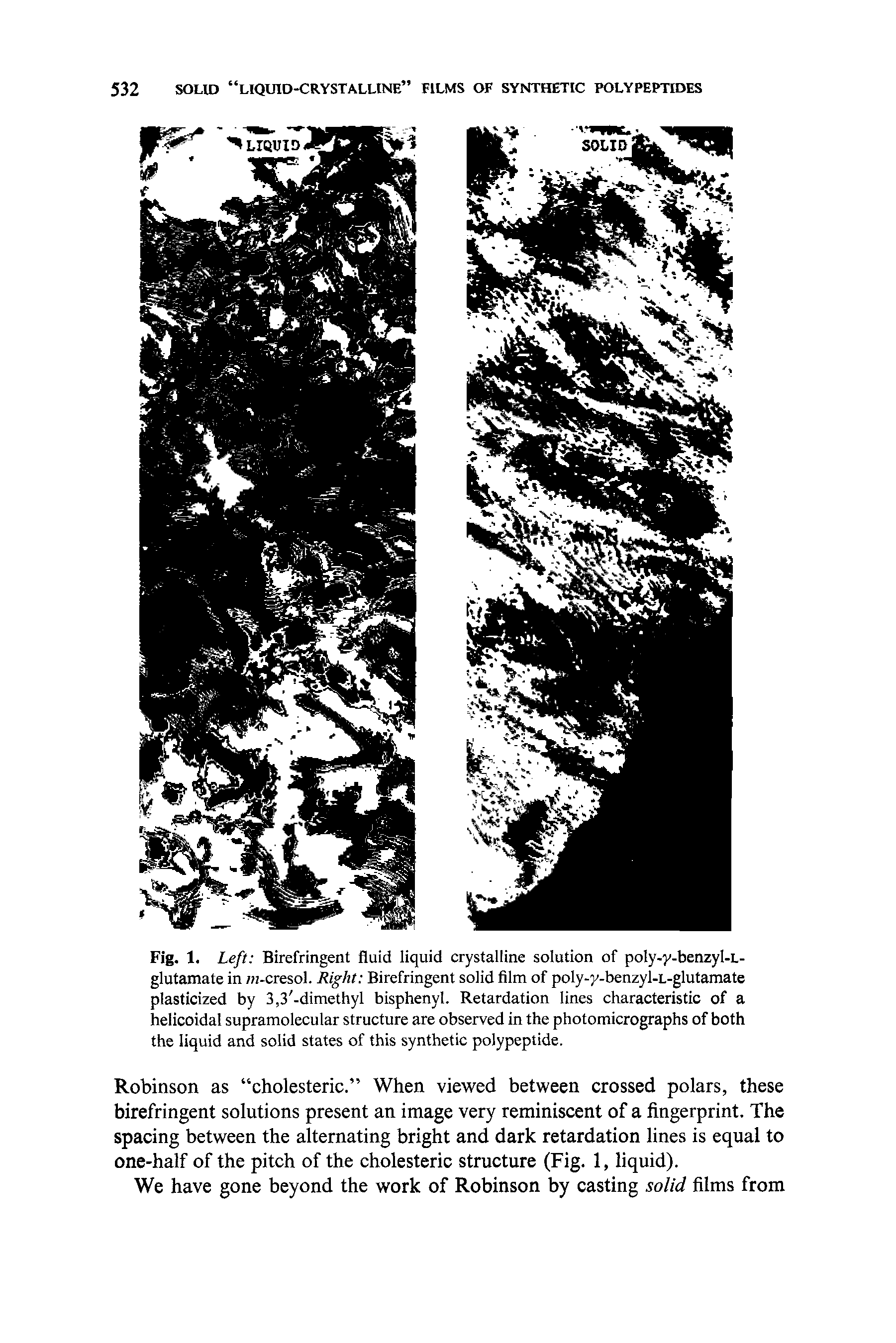 Fig. 1. Left Birefringent fluid liquid crystalline solution of poly-y-benzyl-L-glutamate in /n-cresol. Right Birefringent solid film of poly-y-benzyl-L-glutamate plasticized by 3,3 -dimethyl bisphenyl. Retardation lines characteristic of a helicoidal supramolecular structure are observed in the photomicrographs of both the liquid and solid states of this synthetic polypeptide.
