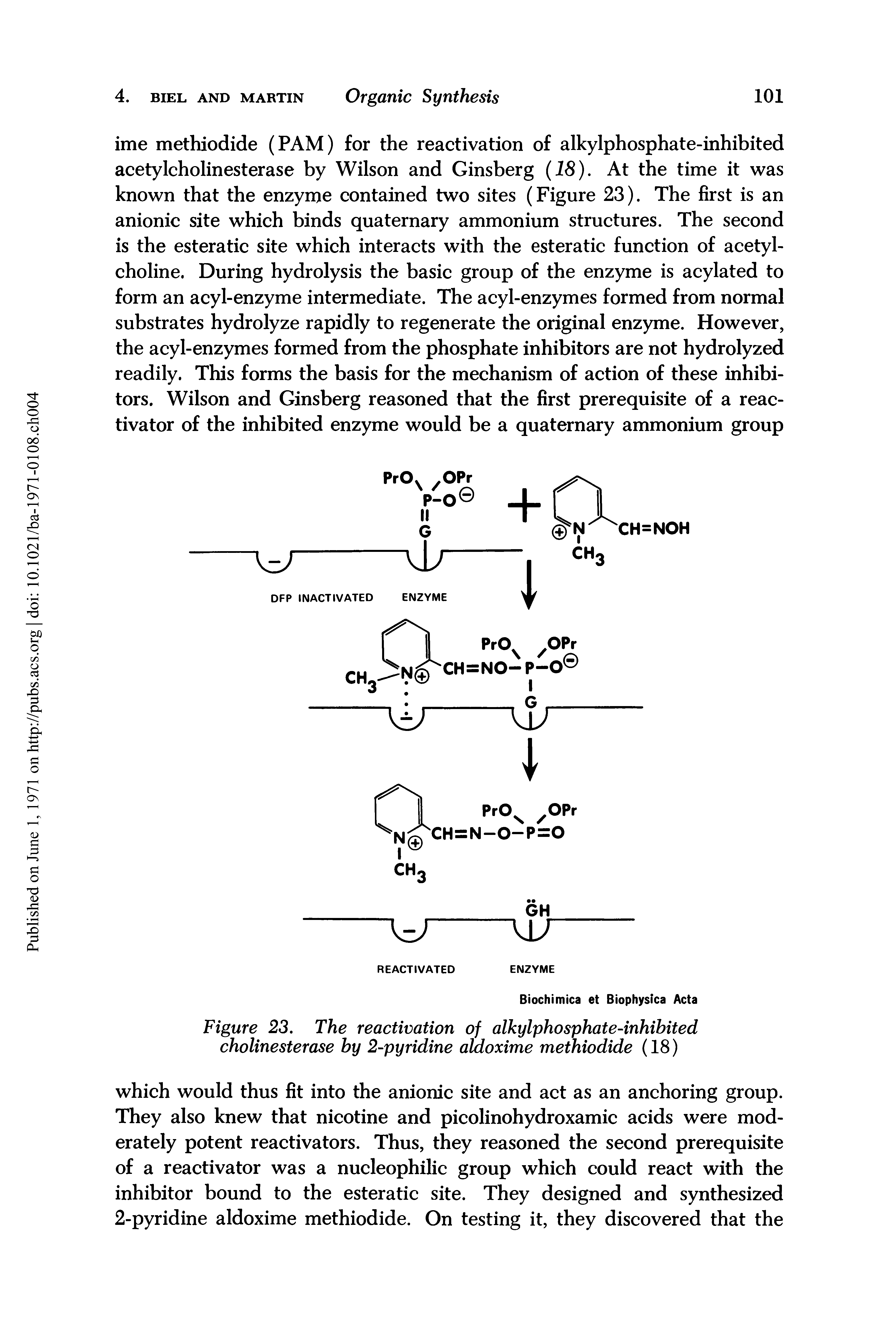 Figure 23. The reactivation of alkylphosphate-inhibited cholinesterase by 2-pyridine aldoxime methiodide (18)...