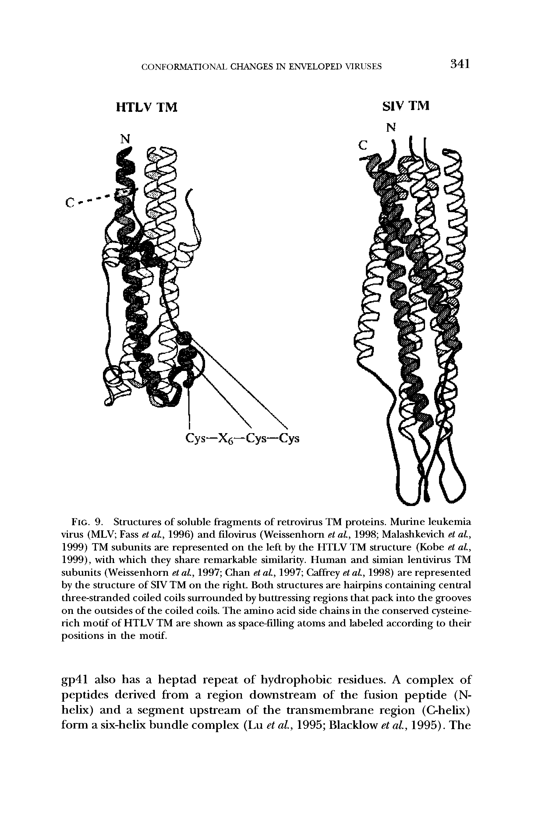 Fig. 9. Structures of soluble fragments of retrovirus TM proteins. Murine leukemia virus (MLV Fass et al, 1996) and filovirus (Weissenhom et al, 1998 Malashkevich et at, 1999) TM subunits are represented on the left by the HTLV TM structure (Kobe et at, 1999), with which they share remarkable similarity. Human and simian lentivirus TM subunits (Weissenhom etat, 1997 Chan etat, 1997 Caffrey etat, 1998) are represented by the structure of SIV TM on the right. Both structures are hairpins containing central three-stranded coiled coils surrounded by buttressing regions that pack into the grooves on the outsides of the coiled coils. The amino acid side chains in the conserved cysteine-rich motif of HTLV TM are shown as space-filling atoms and labeled according to their positions in the motif.