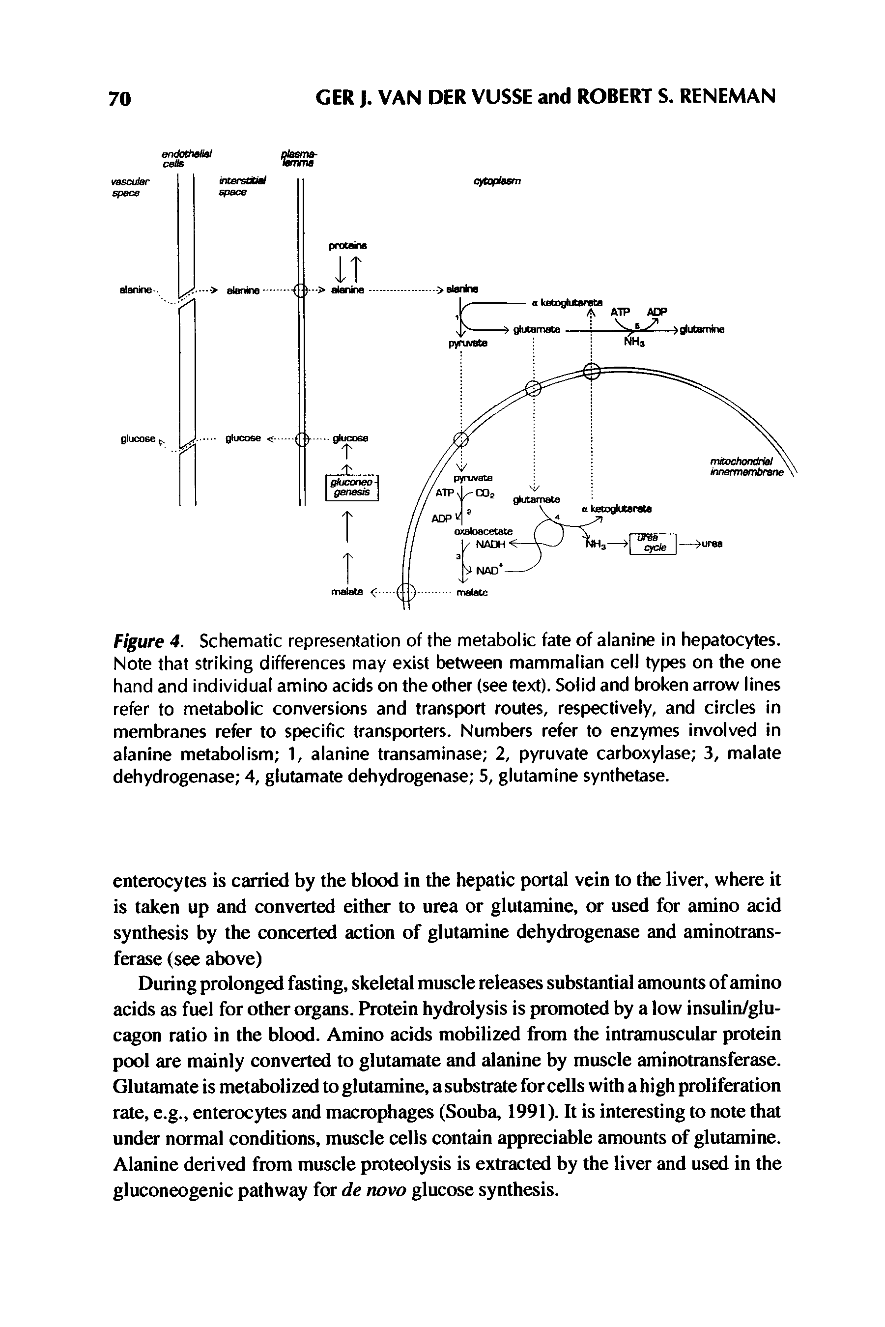 Figure 4. Schematic representation of the metabolic fate of alanine in hepatocytes. Note that striking differences may exist between mammalian cell types on the one hand and individual amino acids on the other (see text). Solid and broken arrow lines refer to metabolic conversions and transport routes, respectively, and circles in membranes refer to specific transporters. Numbers refer to enzymes involved in alanine metabolism 1, alanine transaminase 2, pyruvate carboxylase 3, malate dehydrogenase 4, glutamate dehydrogenase 5, glutamine synthetase.