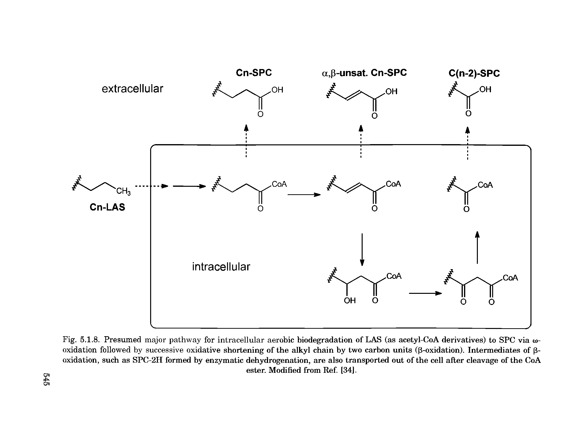 Fig. 5.1.8. Presumed major pathway for intracellular aerobic biodegradation of LAS (as acetyl-CoA derivatives) to SPC via w-oxidation followed by successive oxidative shortening of the alkyl chain by two carbon units ((3-oxidation). Intermediates of 13-oxidation, such as SPC-2H formed by enzymatic dehydrogenation, are also transported out of the cell after cleavage of the CoA...