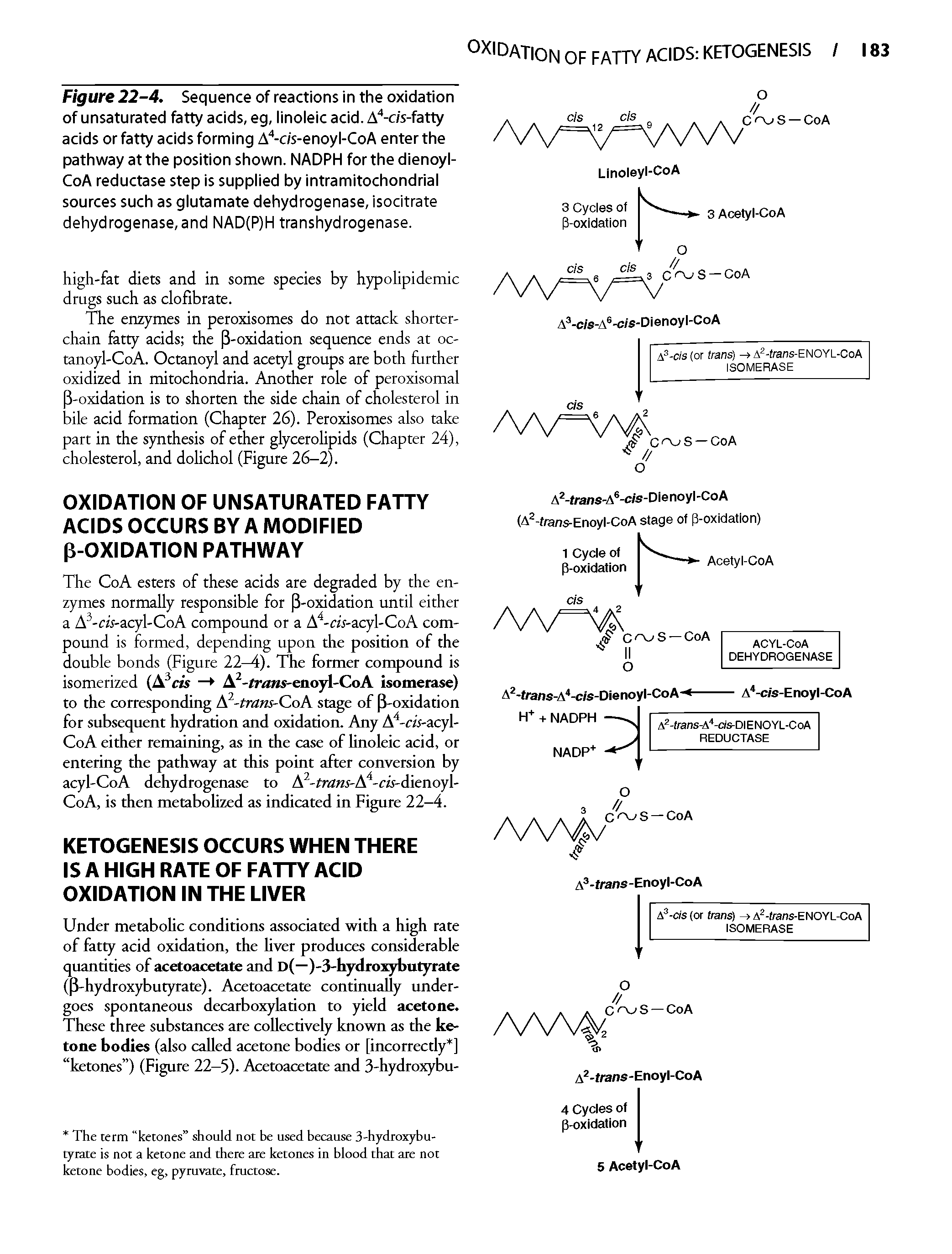 Figure 22-4. Sequence of reactions in the oxidation of unsaturated fatty acids, eg, linoleic acid. A -c/s-fatty acids or fatty acids forming A -c/s-enoyl-CoA enter the pathway at the position shown. NADPH for the dienoyl-CoA reductase step is supplied by intramitochondrial sources such as glutamate dehydrogenase, isocitrate dehydrogenase,and NAD(P)H transhydrogenase.