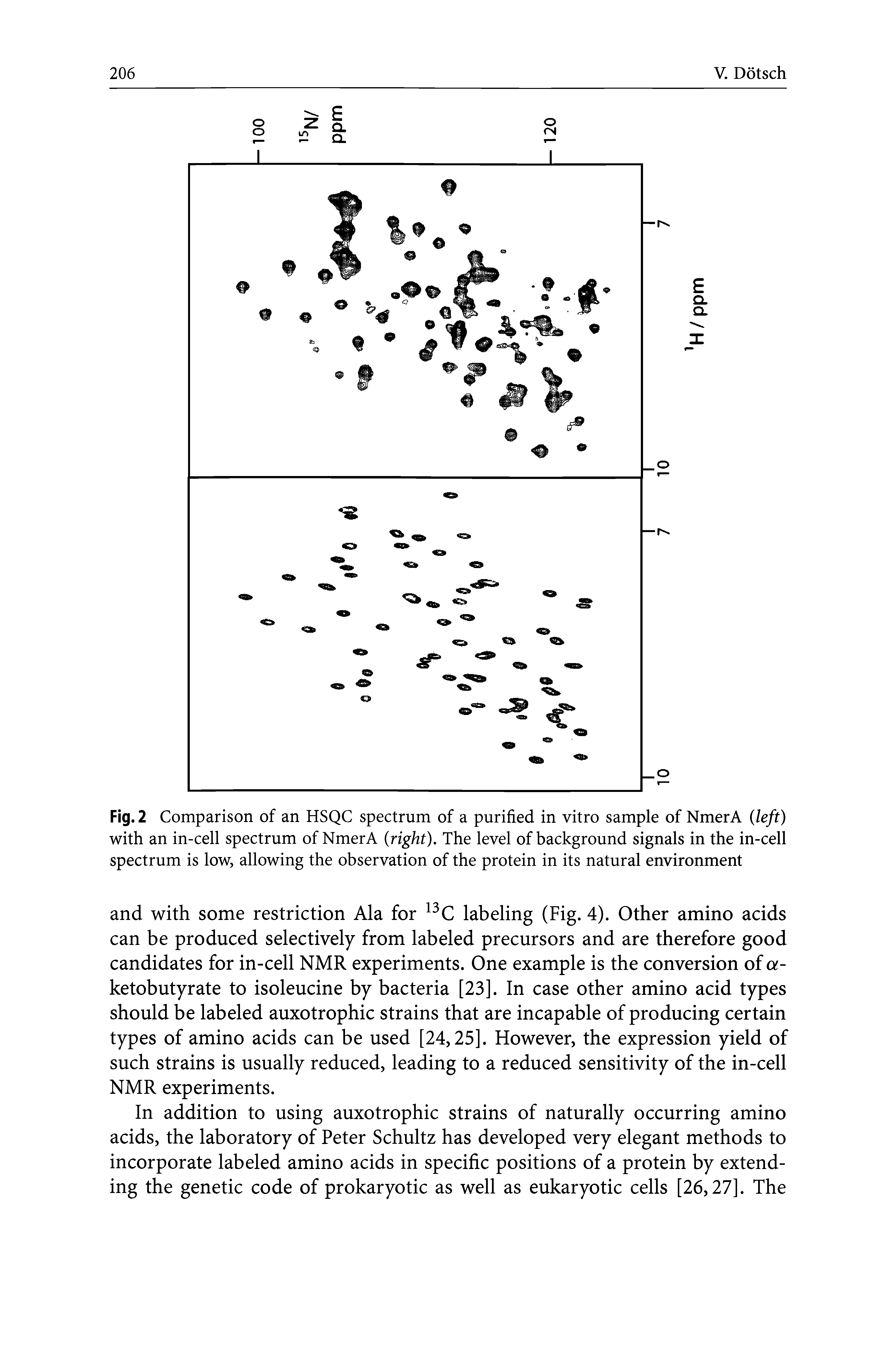 Fig. 2 Comparison of an HSQC spectrum of a purified in vitro sample of NmerA (left) with an in-cell spectrum of NmerA (right). The level of background signals in the in-cell spectrum is low, allowing the observation of the protein in its natural environment...