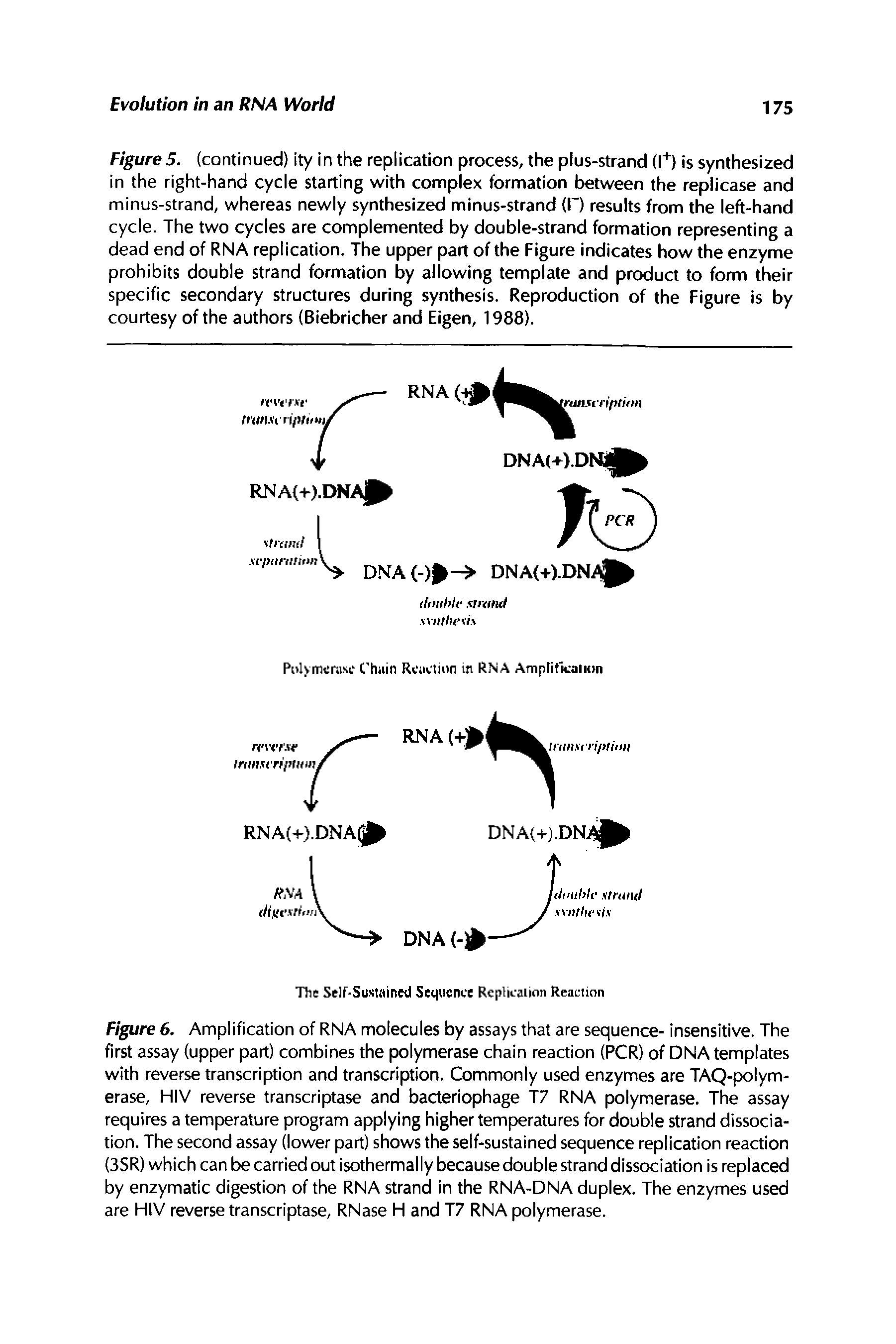 Figure 6. Amplification of RNA molecules by assays that are sequence- insensitive. The first assay (upper part) combines the polymerase chain reaction (PCR) of DNA templates with reverse transcription and transcription. Commonly used enzymes are TAQ-polym-erase, HIV reverse transcriptase and bacteriophage T7 RNA polymerase. The assay requires a temperature program applying higher temperatures for double strand dissociation. The second assay (lower part) shows the self-sustained sequence replication reaction (3SR) which can be carried out isothermally because double strand dissociation is replaced by enzymatic digestion of the RNA strand in the RNA-DNA duplex. The enzymes used are HIV reverse transcriptase, RNase H and T7 RNA polymerase.