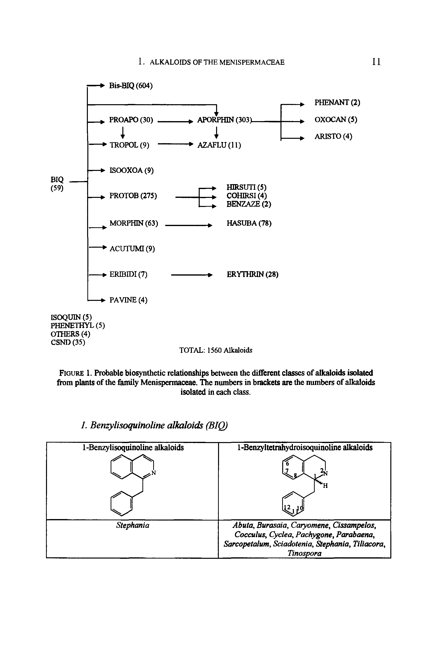 Figure 1. Probable biosynthetic relationships between the different classes of alkaloids isolated from plants of the family Menispermaceae. The numbers in brackets are the numbers of alkaloids...