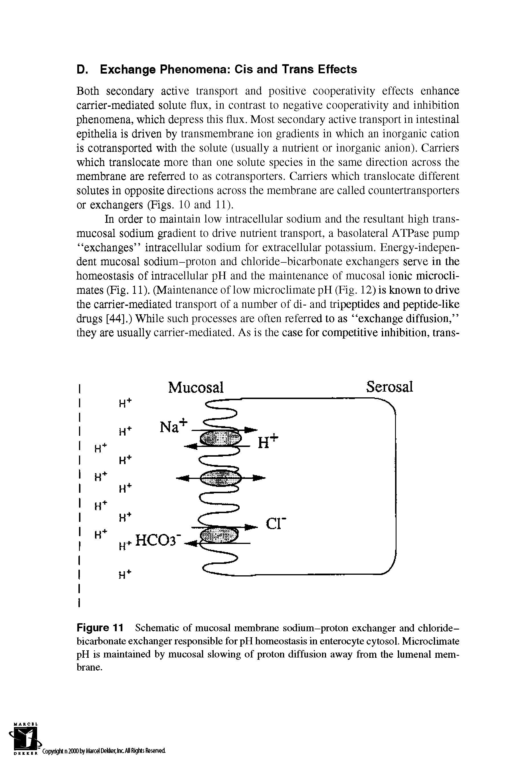 Figure 11 Schematic of mucosal membrane sodium-proton exchanger and chloride-bicarbonate exchanger responsible for pH homeostasis in enterocyte cytosol. Microclimate pH is maintained by mucosal slowing of proton diffusion away from the lumenal membrane.