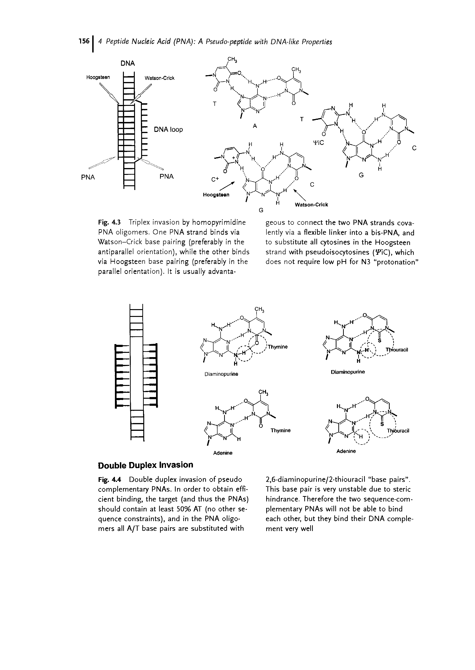 Fig. 4.3 Triplex invasion by homopyrimidine PNA oligomers. One PNA strand binds via Watson-Crick base pairing (preferably in the antiparallel orientation), while the other binds via Hoogsteen base pairing (preferably in the parallel orientation). It is usually advanta-...