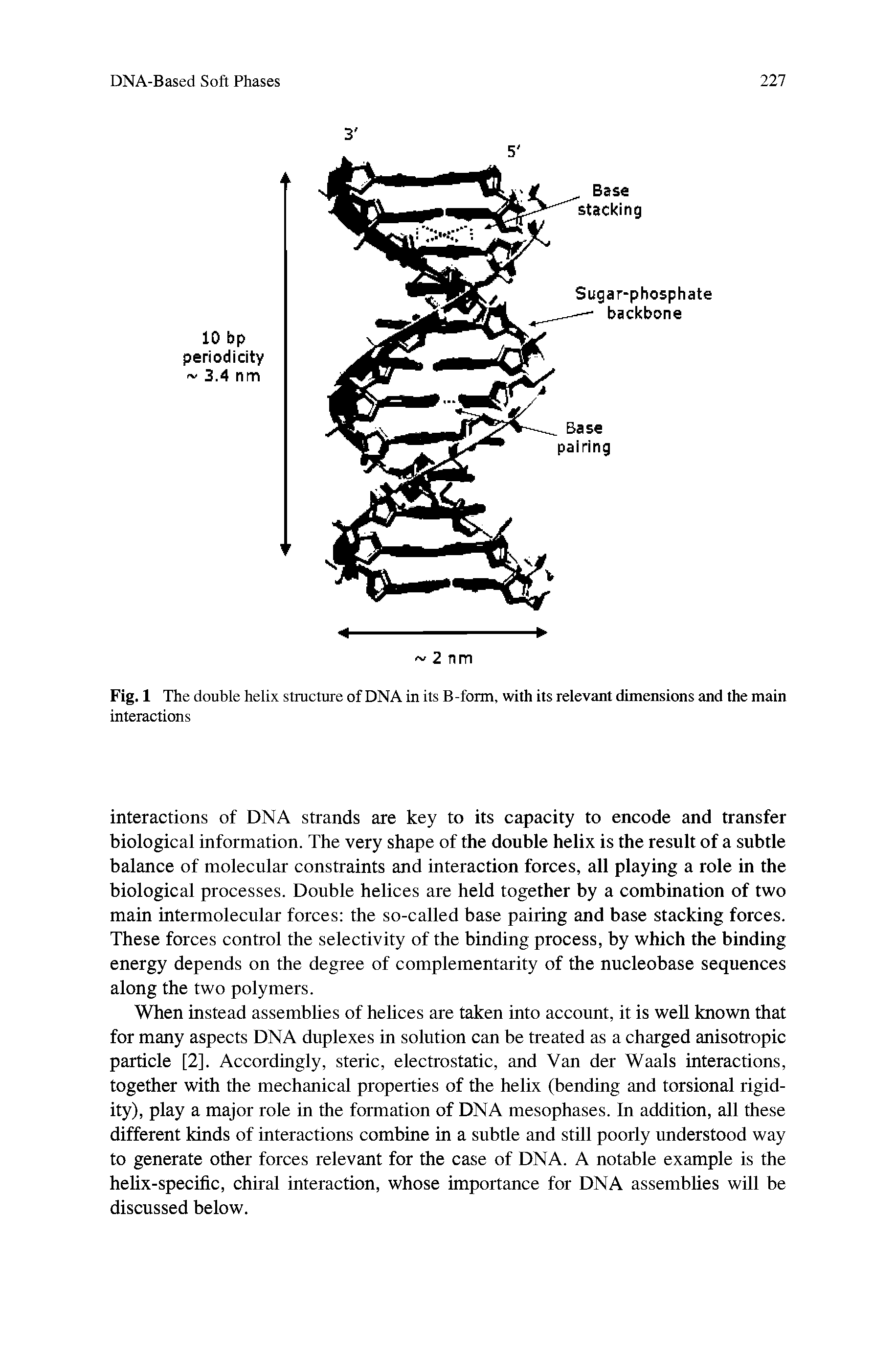 Fig. 1 The double helix structure of DNA in its B -form, with its relevant dimensions and the main interactions...