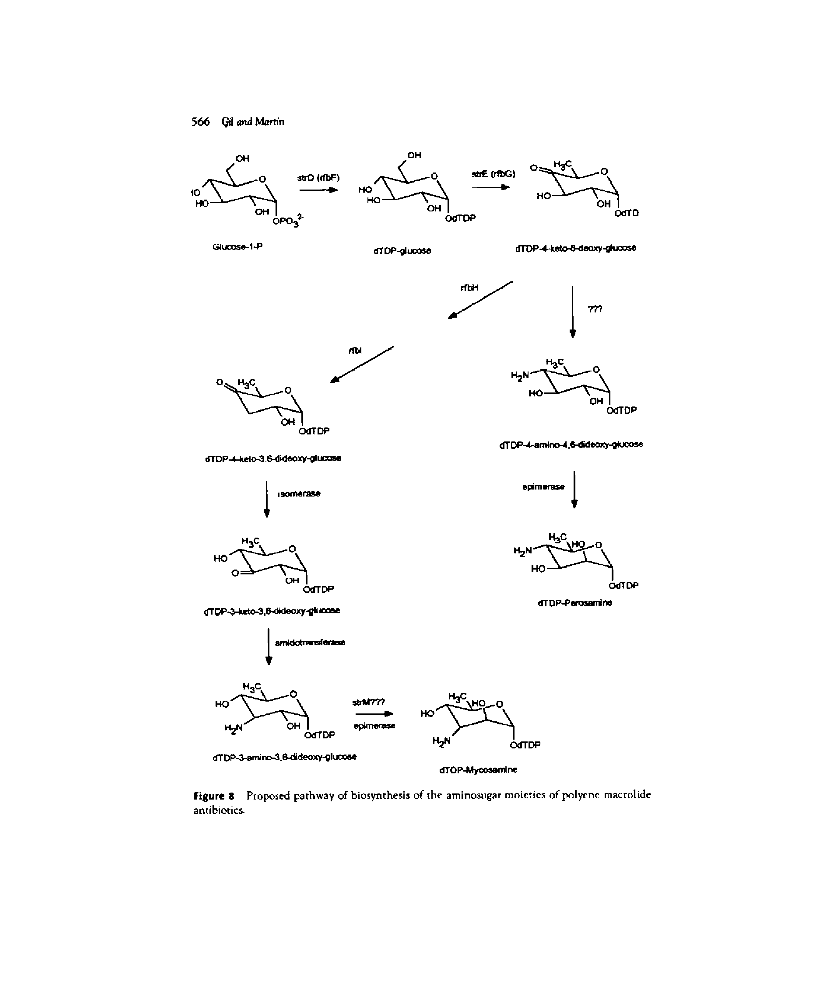 Figure R Proposed pathway of biosynthesis of the aminosugar moieties of polyene macrolide antibiotics.