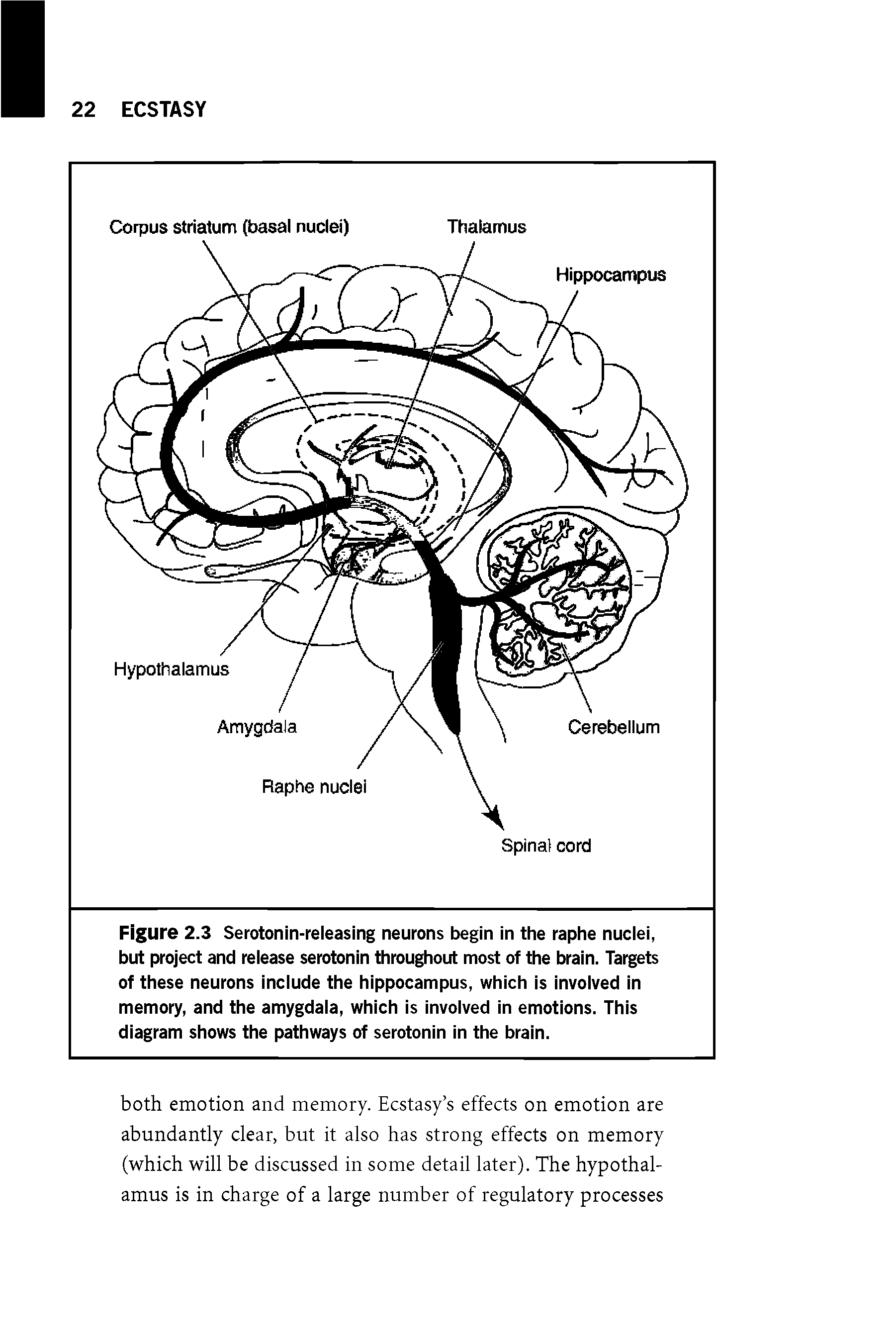 Figure 2.3 Serotonin-releasing neurons begin in the raphe nuclei, but project and release serotonin throughout most of the brain. Targets of these neurons include the hippocampus, which is involved in memory, and the amygdala, which is involved in emotions. This diagram shows the pathways of serotonin in the brain.