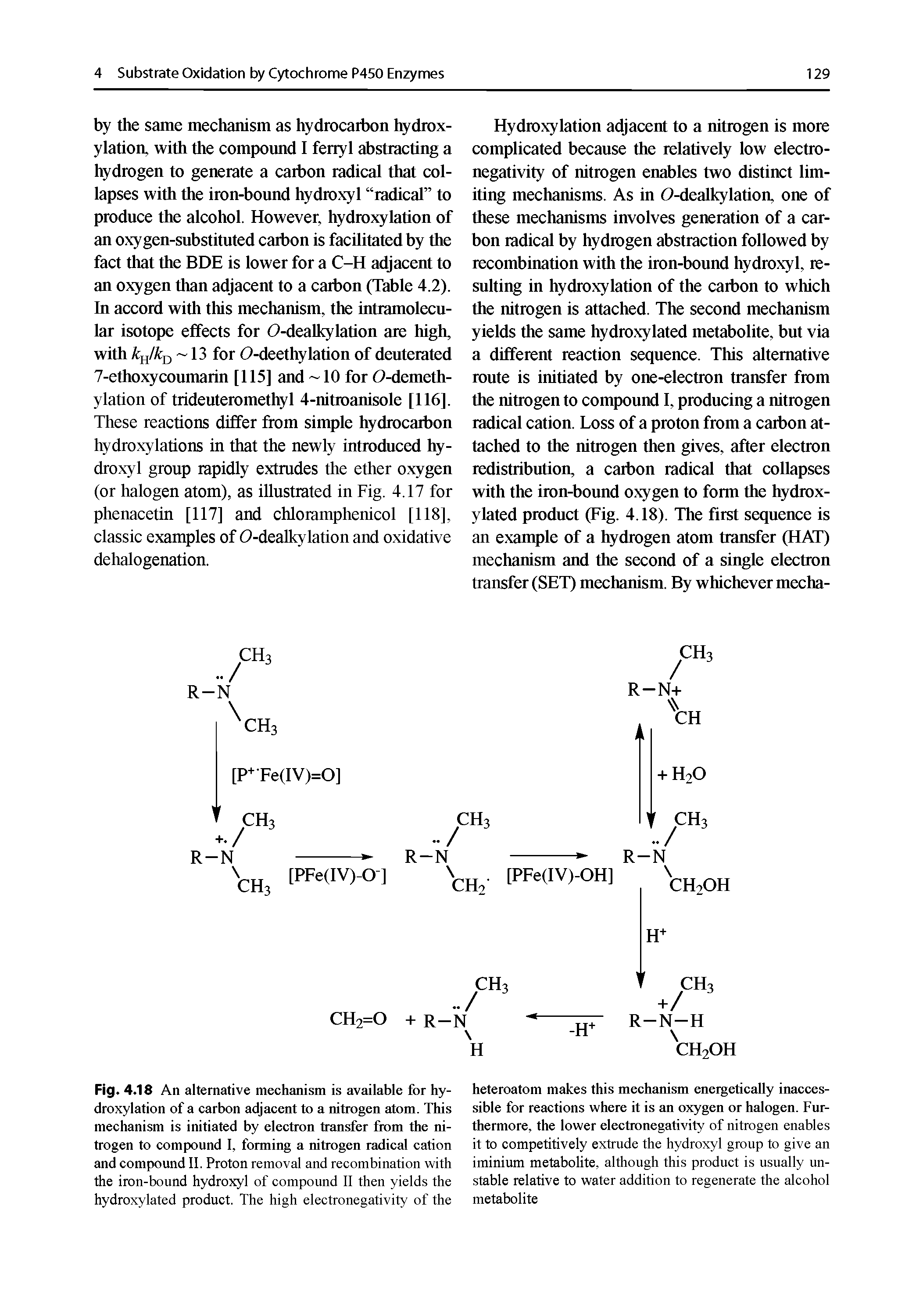Fig. 4.18 An alternative meehanism is available for hydroxylation of a earbon adjaeent to a nitrogen atom. This meehanism is initiated by eleetron transfer fiom the nitrogen to compound I, forming a nitrogen radical cation and compound II. Proton removal and recombination with the iron-bound hydroxyl of compound II then yields the hydroxylated product. The high electronegativity of the...