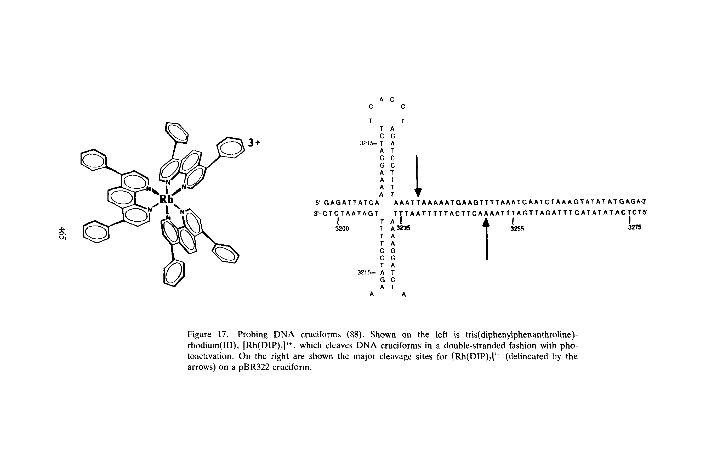 Figure 17. Probing DNA cruciforms (88). Shown on the left is tris(diphenylphenanthroline)-rhodium(III), [Rh(DIP),] , which cleaves DNA cruciforms in a double-stranded fashion with photoactivation. On the right are shown the major cleavage sites for [Rh(DIP),] (delineated by the arrows) on a pBR322 cruciform.