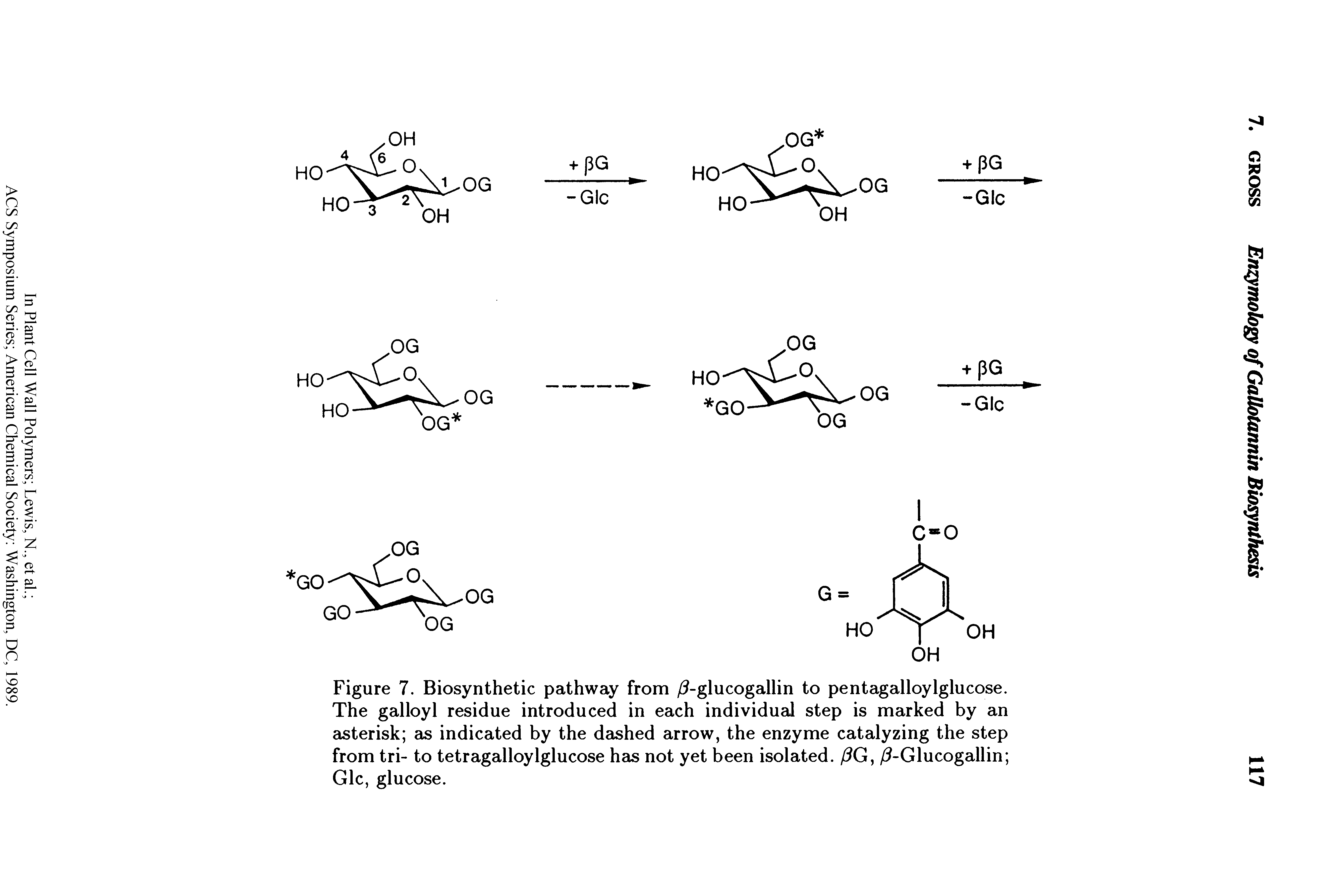 Figure 7. Biosynthetic pathway from / -glucogallin to pentagalloylglucose. The galloyl residue introduced in each individual step is marked by an asterisk as indicated by the dashed arrow, the enzyme catalyzing the step from tri- to tetragalloylglucose has not yet been isolated. /3G, / -Glucogallin Glc, glucose.