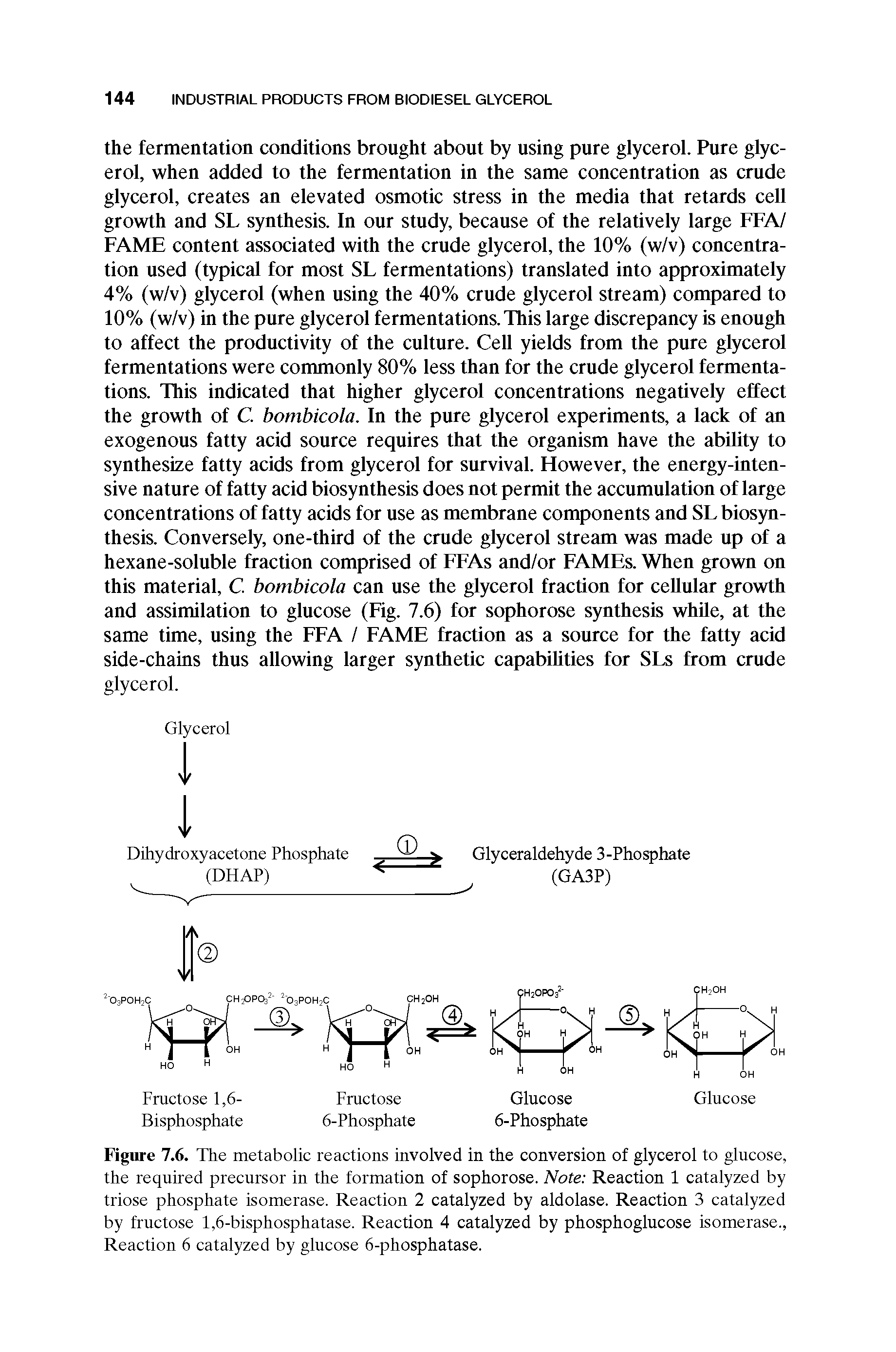 Figure 7.6. The metabolic reactions involved in the conversion of glycerol to glucose, the required precursor in the formation of sophorose. Note Reaction 1 catalyzed by triose phosphate isomerase. Reaction 2 catalyzed by aldolase. Reaction 3 catalyzed by fructose 1,6-bisphosphatase. Reaction 4 catalyzed by phosphoglucose isomerase., Reaction 6 catalyzed by glucose 6-phosphatase.